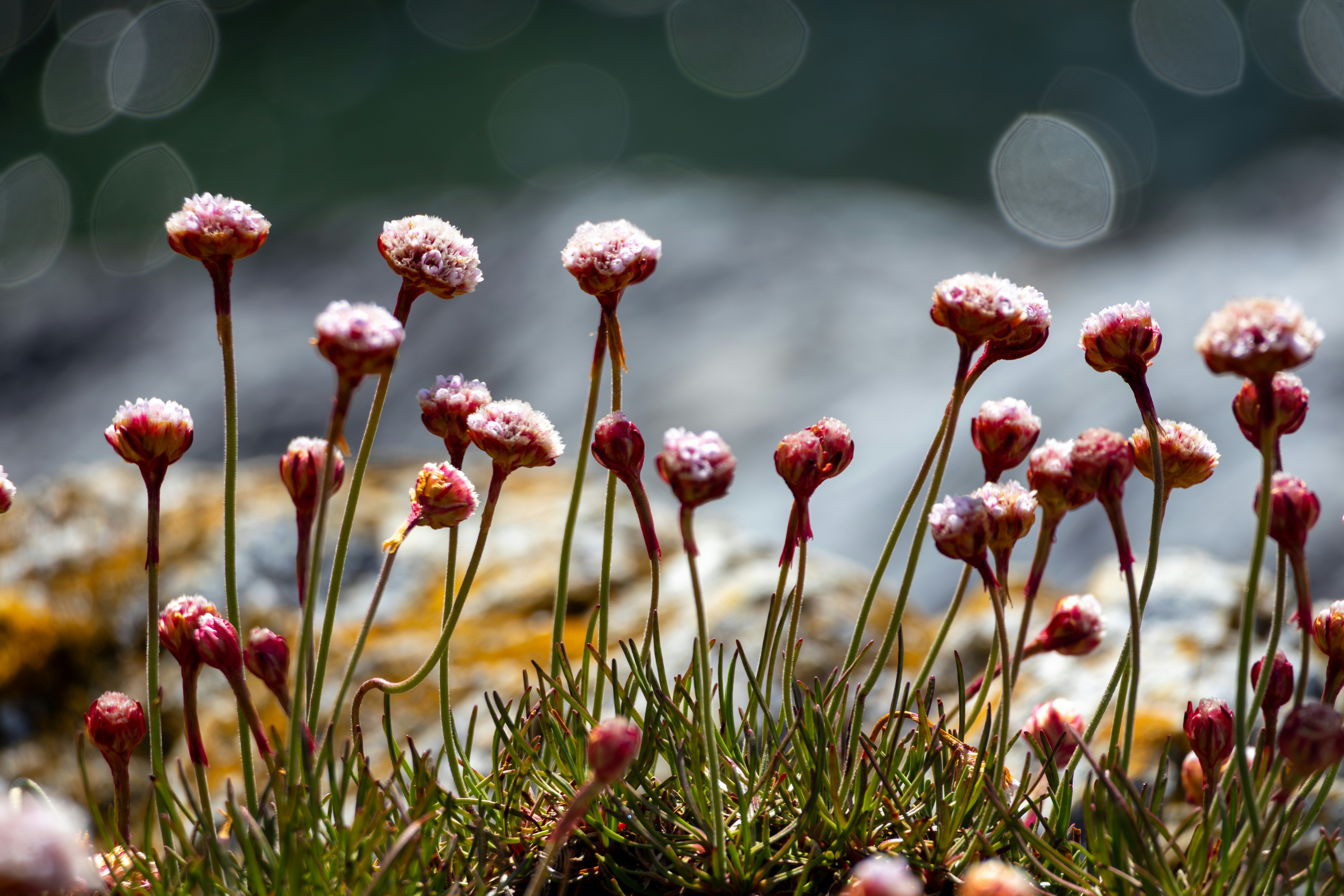 Flowers, Parque Nacional Tierra del Fuego, Ushuaia, Argentina. - Delicate pink sea thrift flowers bloom by the coast