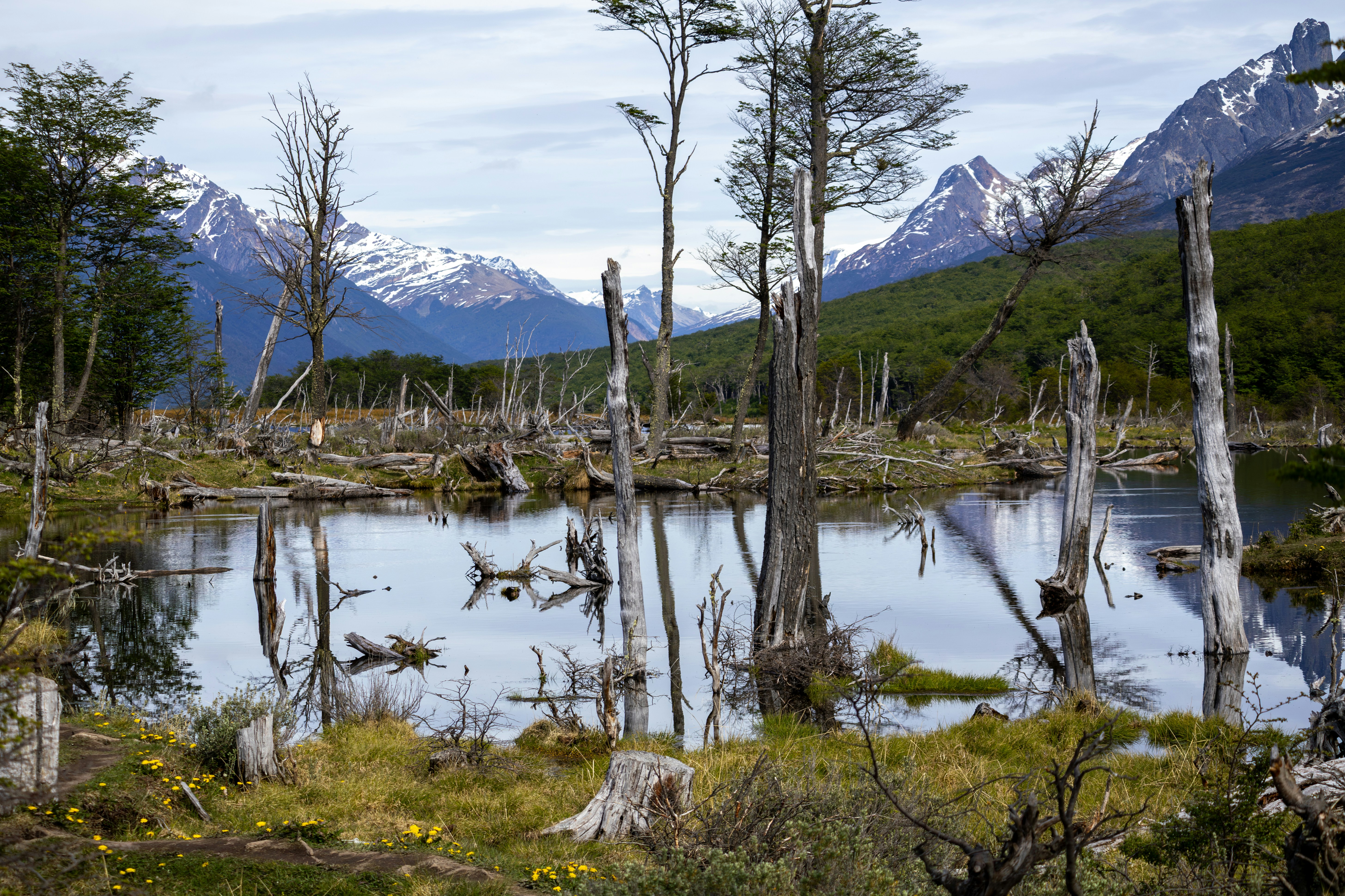 Dead trees reflected in a calm lake with mountains.