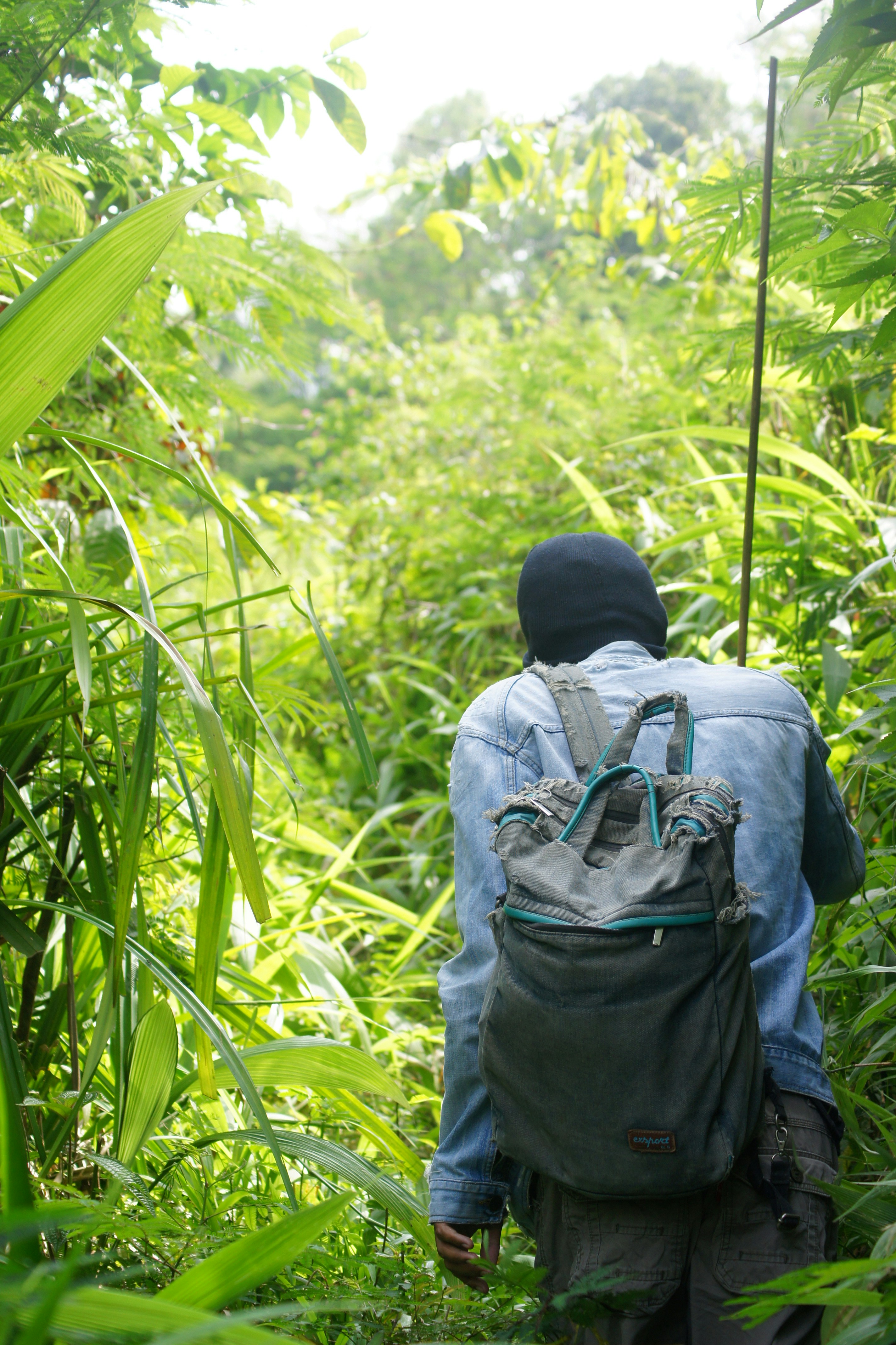 Person with backpack walking through dense green foliage.