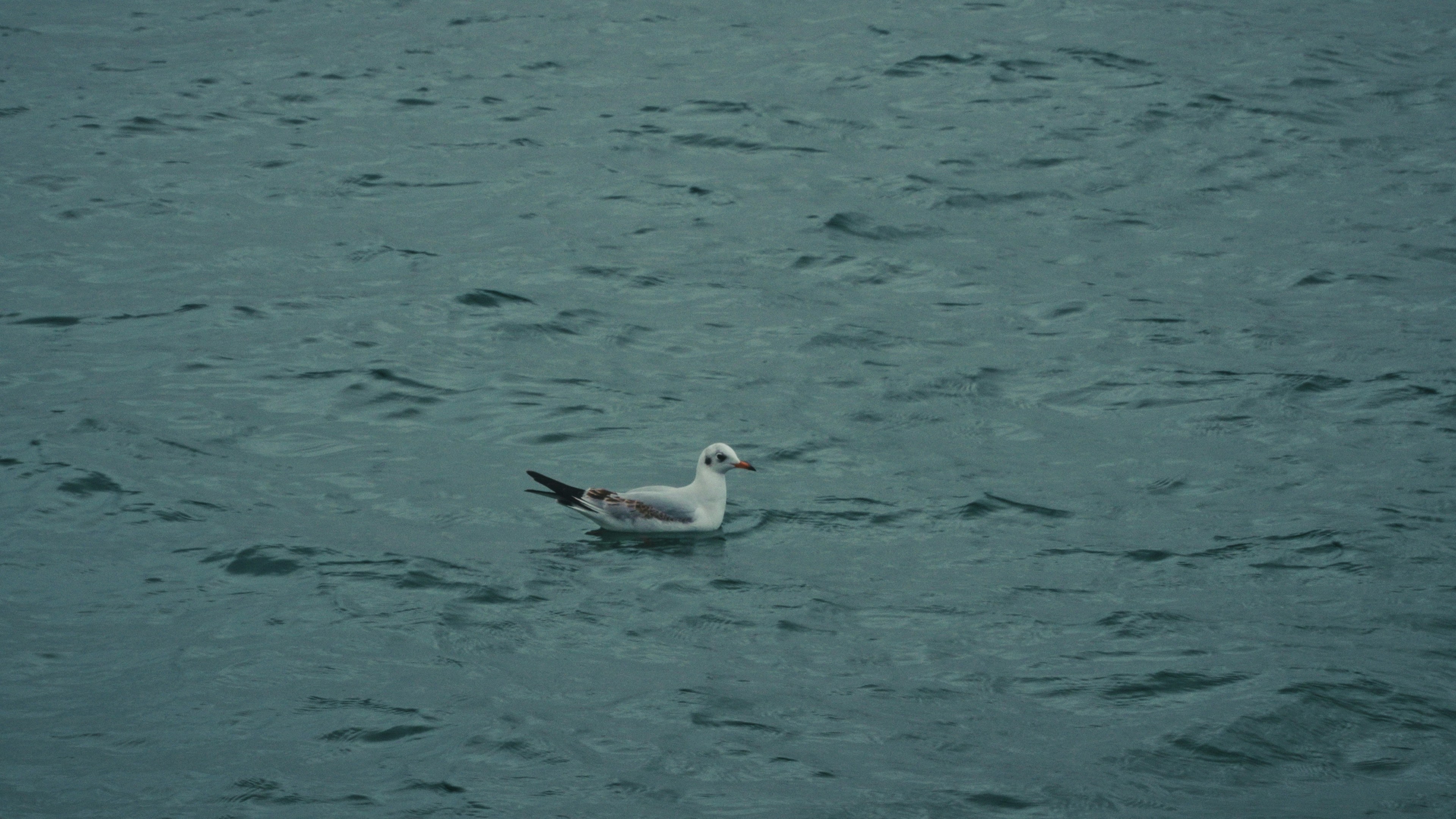 A seagull floats on the choppy water.