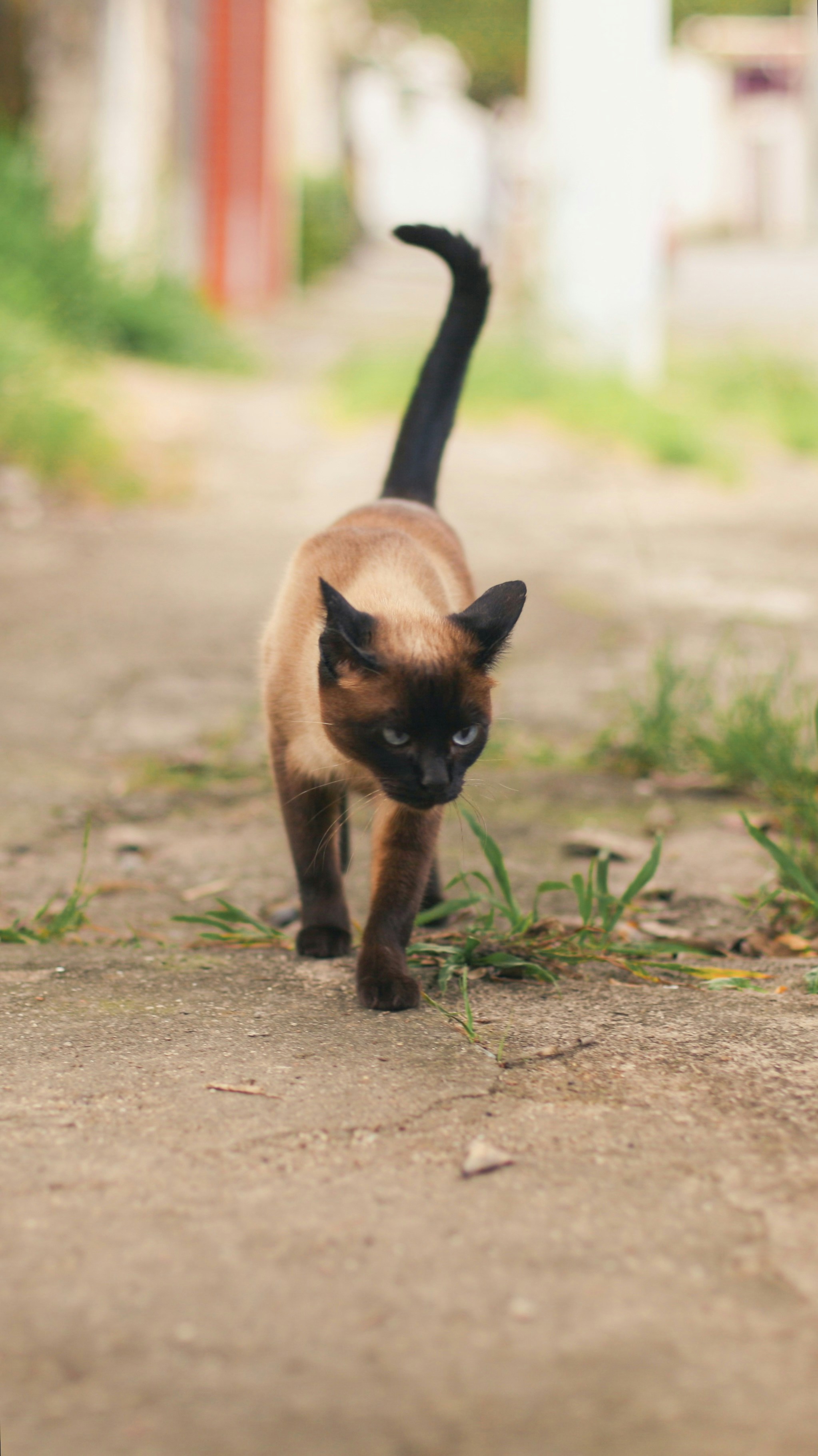 A siamese cat walks on a dirt path.