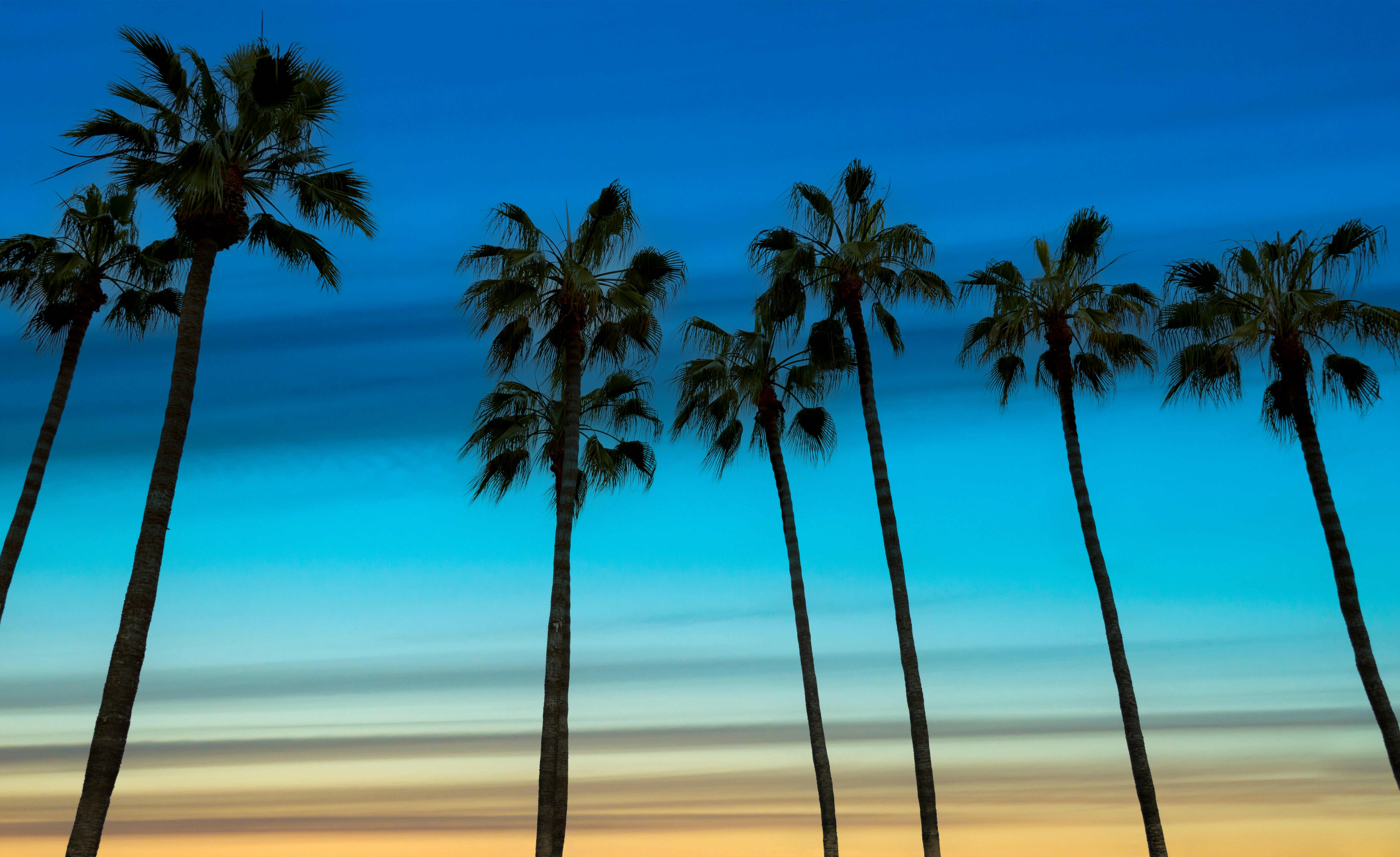 Palm trees silhouetted against a vibrant sunset sky