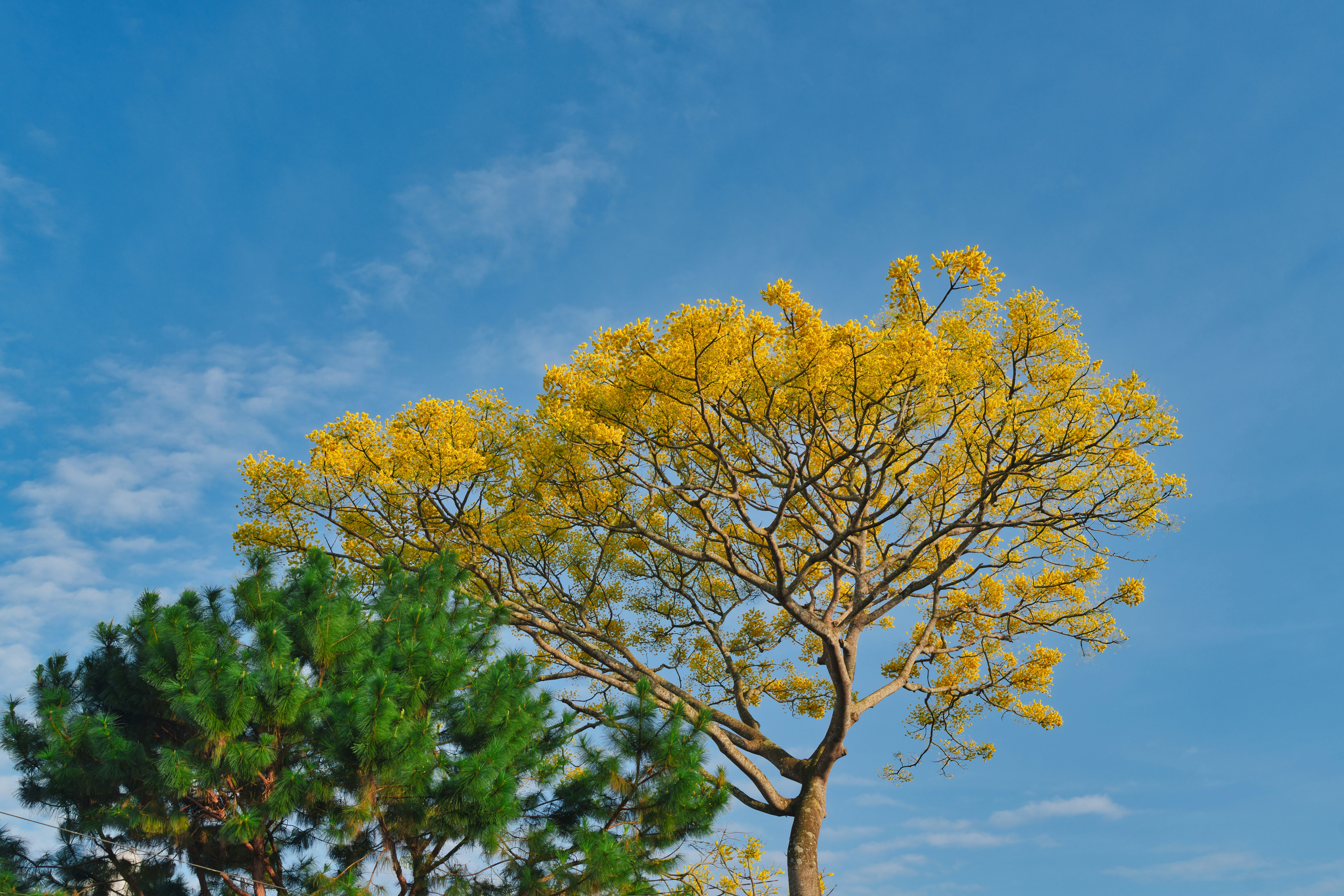 A tree with yellow flowers against a blue sky