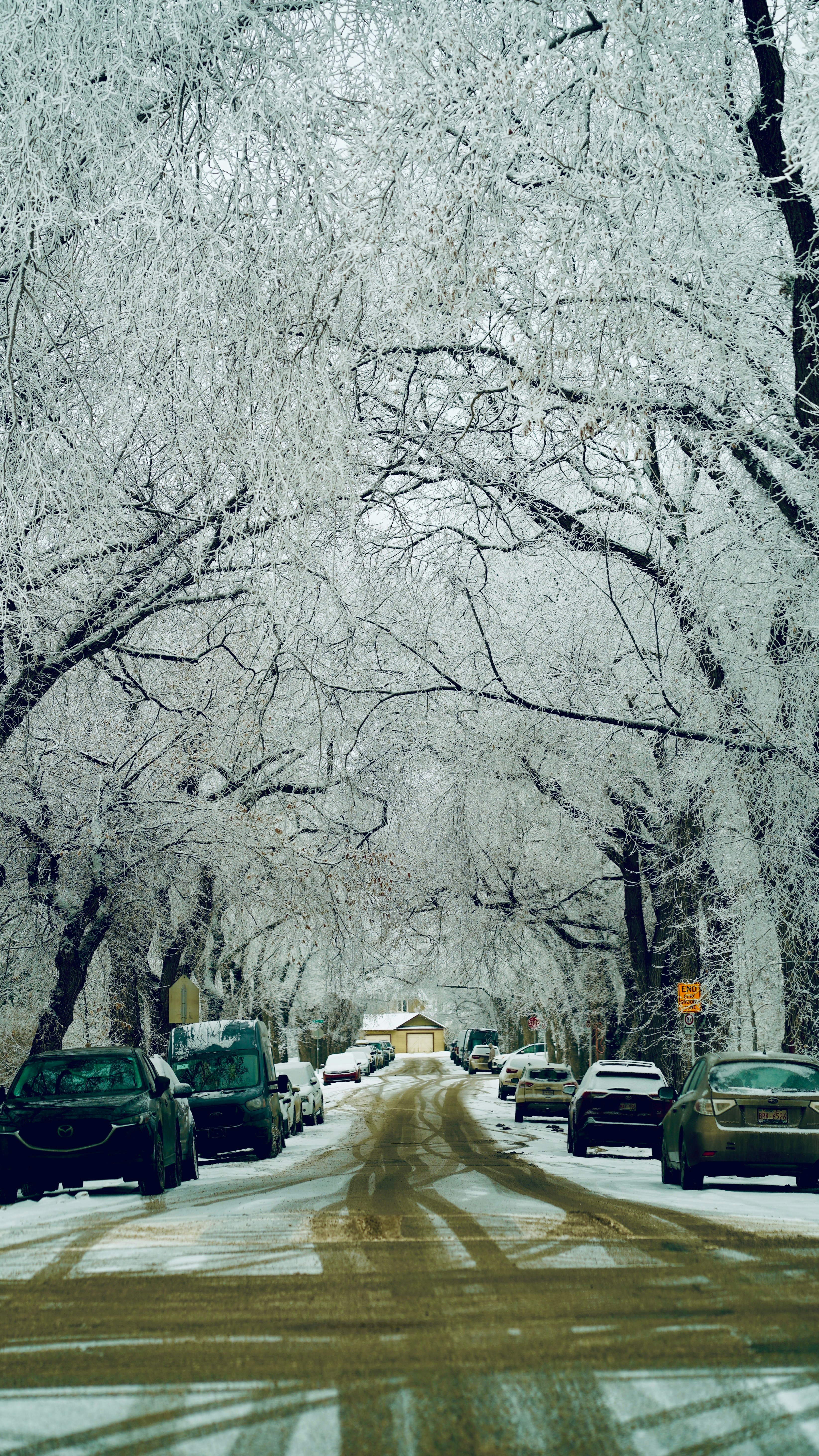 Schneebedeckte Straße gesäumt von geparkten Autos und frostigen Bäumen.