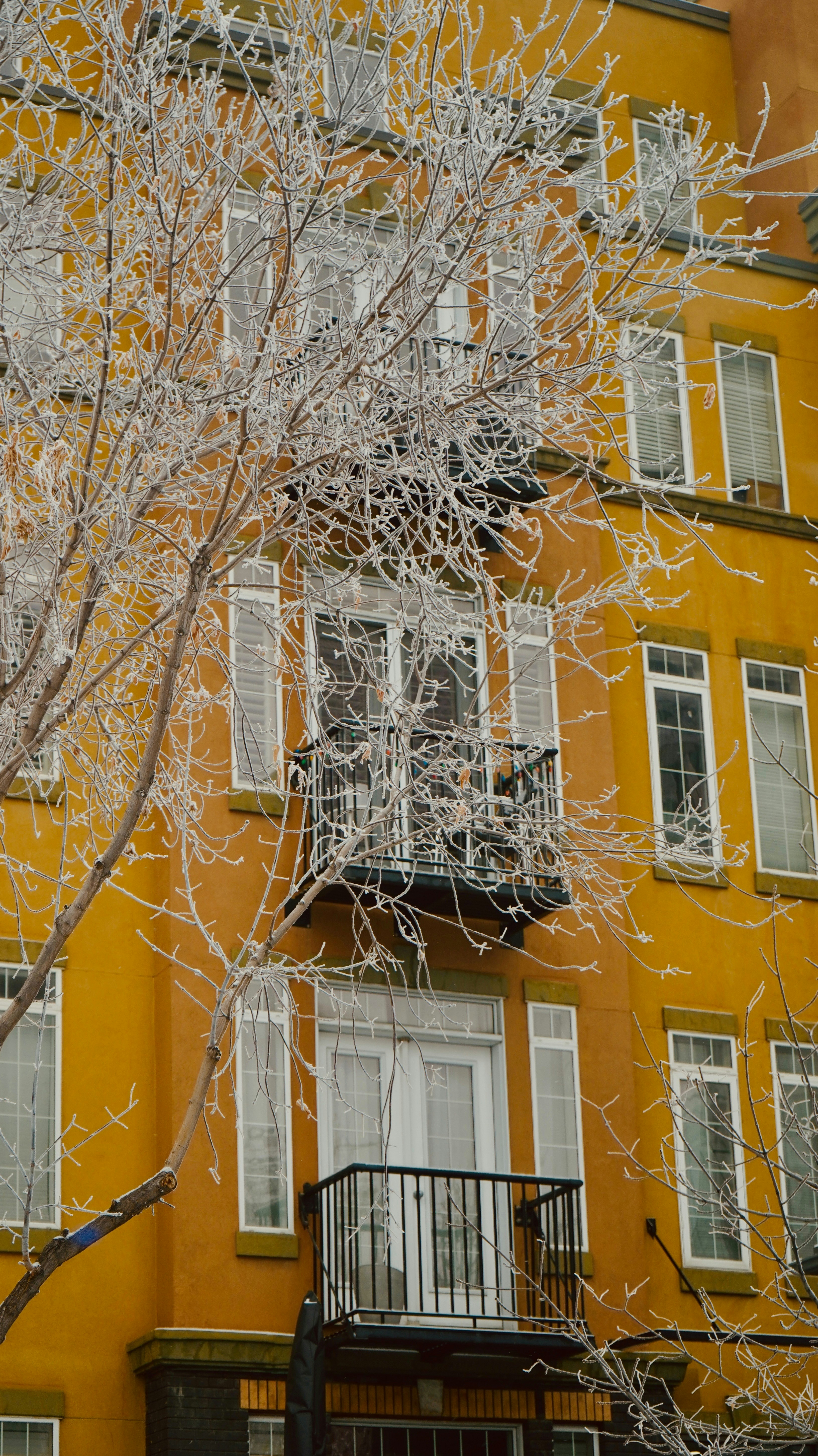 Frostige Äste vor einem gelben Gebäude.