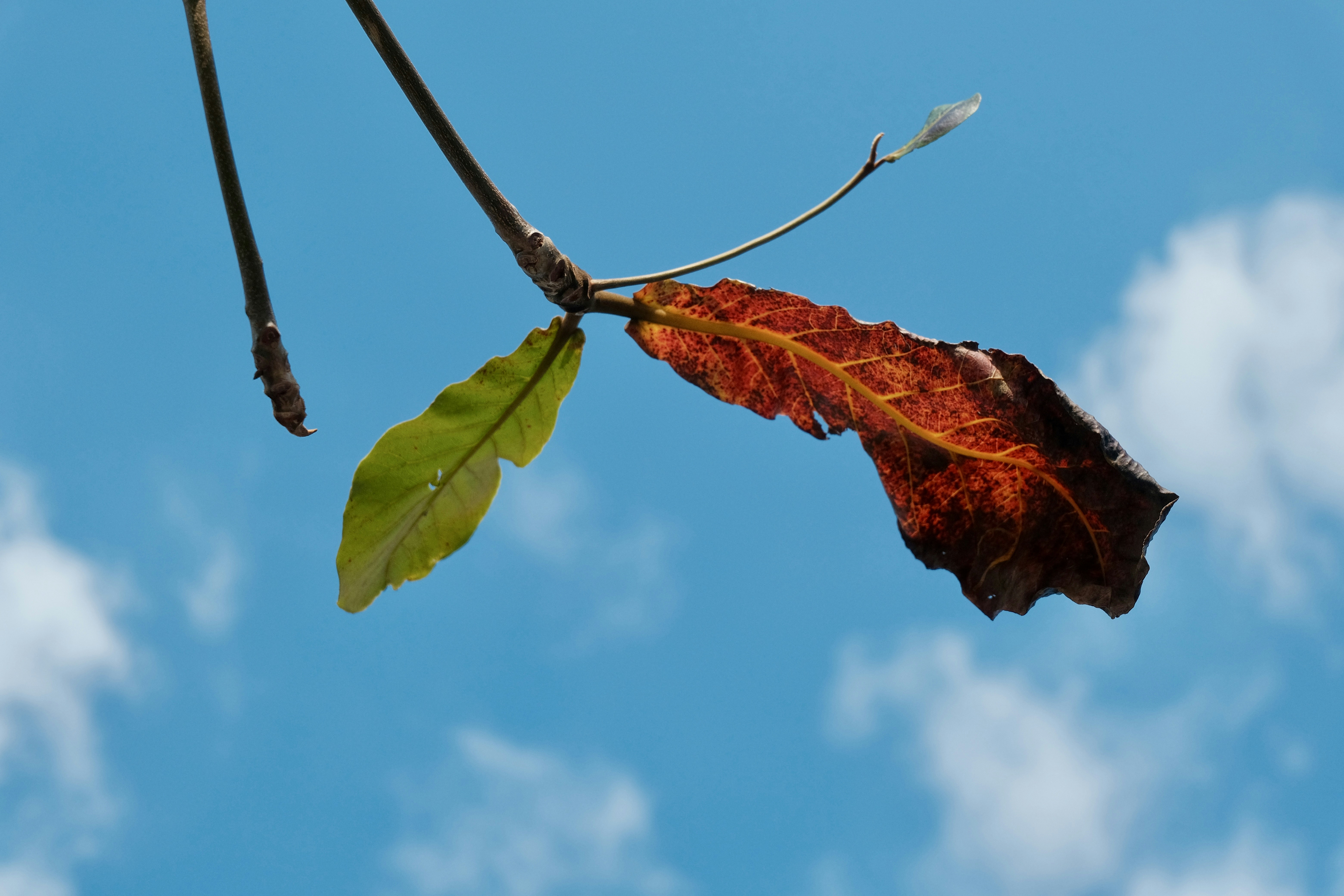 Autumn leaves against a bright blue sky.