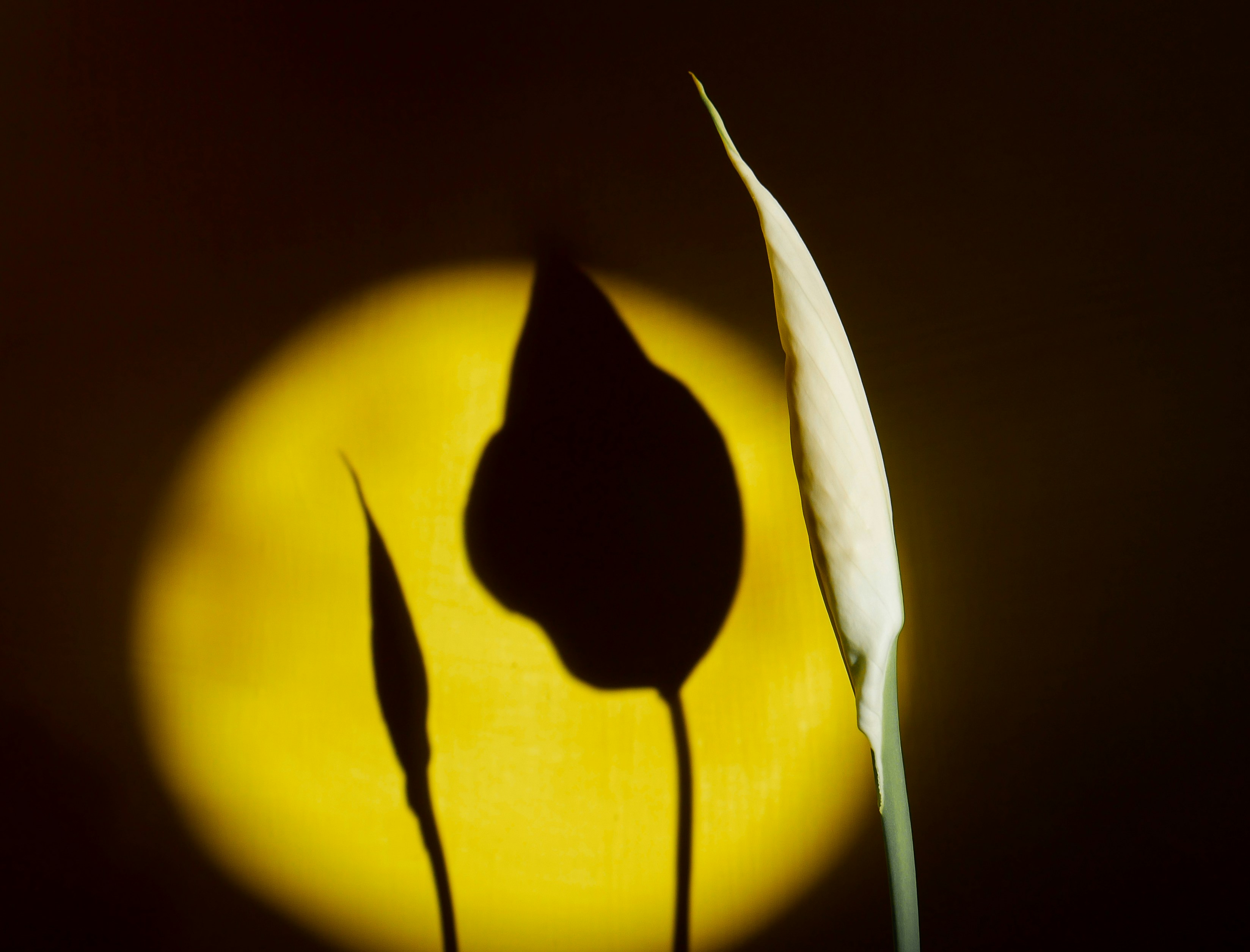 一つの白い花蕾とその影。