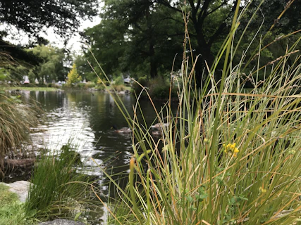 Grasses and trees beside a calm pond in a park.