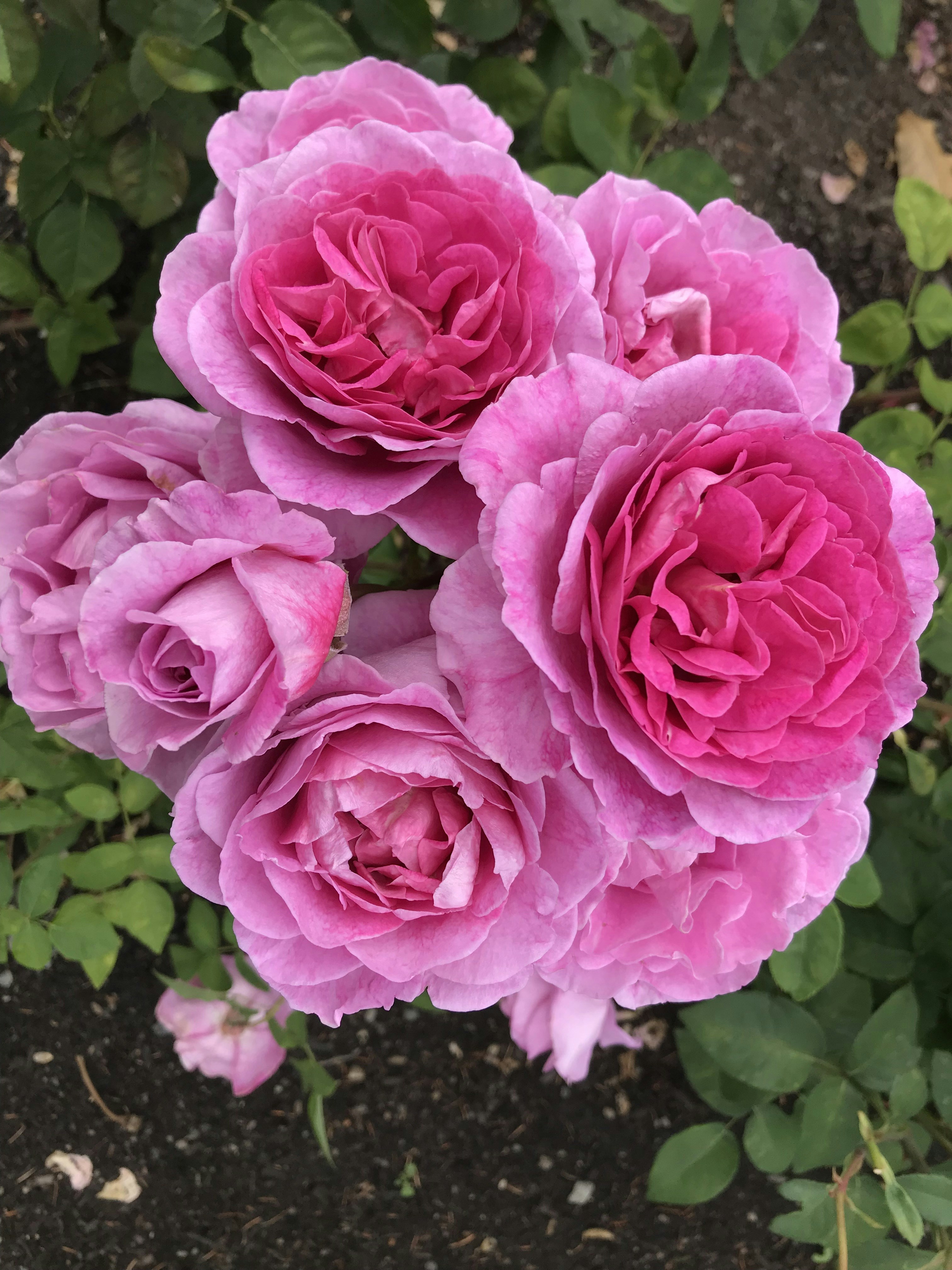 A cluster of vibrant pink and purple roses.