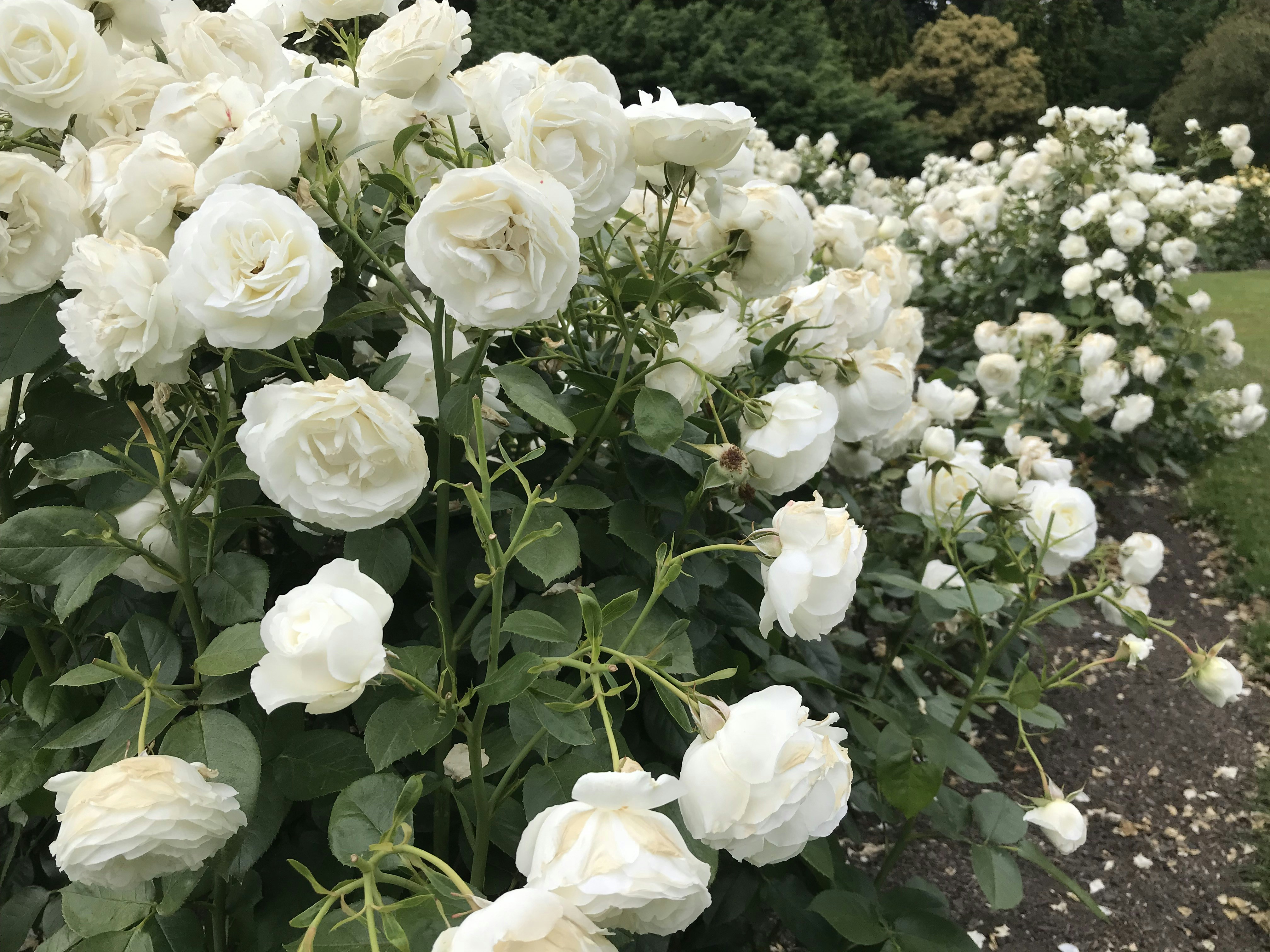 A bush covered in blooming white roses in a garden