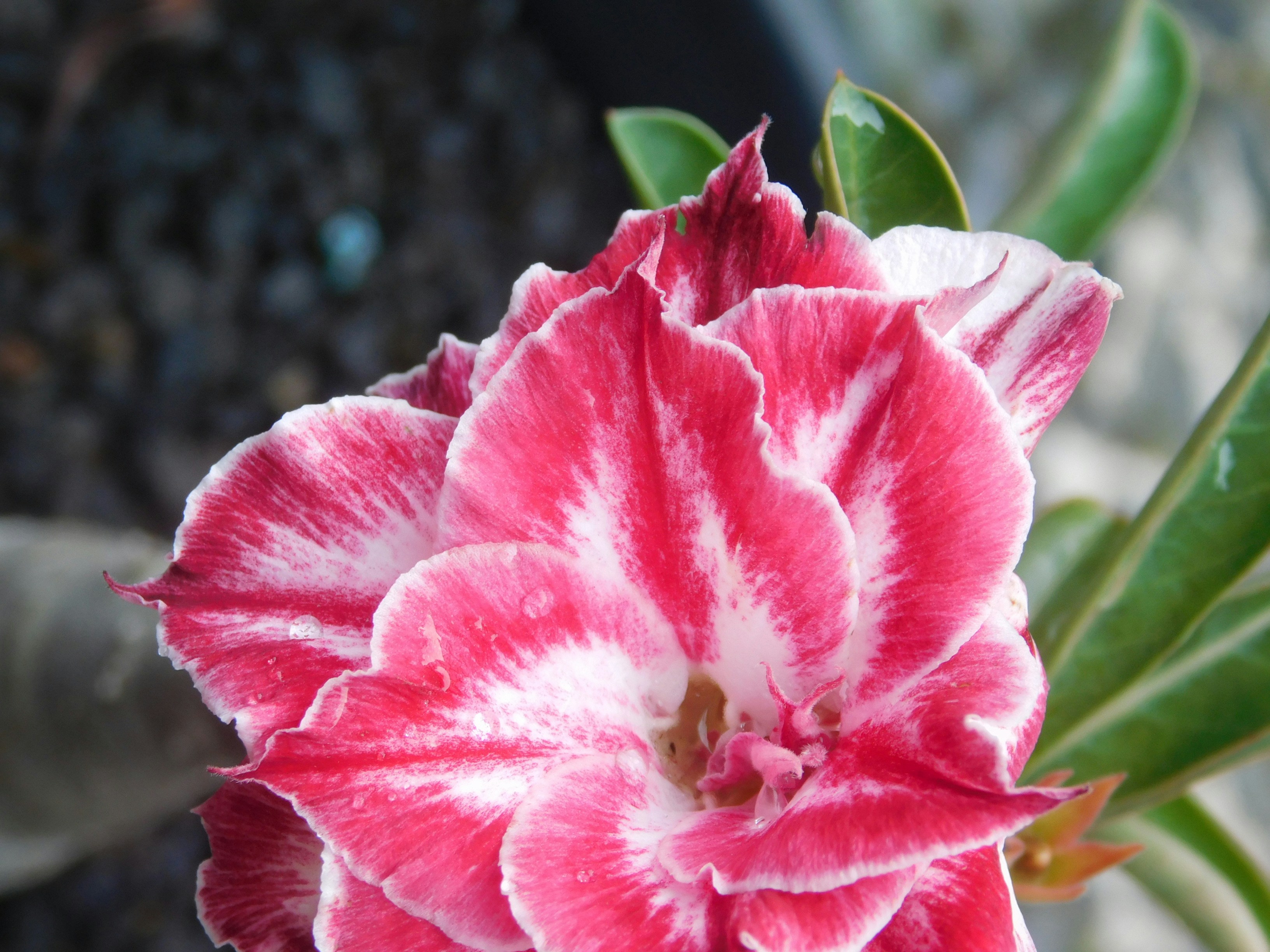 Nahaufnahme einer rosa-weiß gestreiften Wüstenroseblume