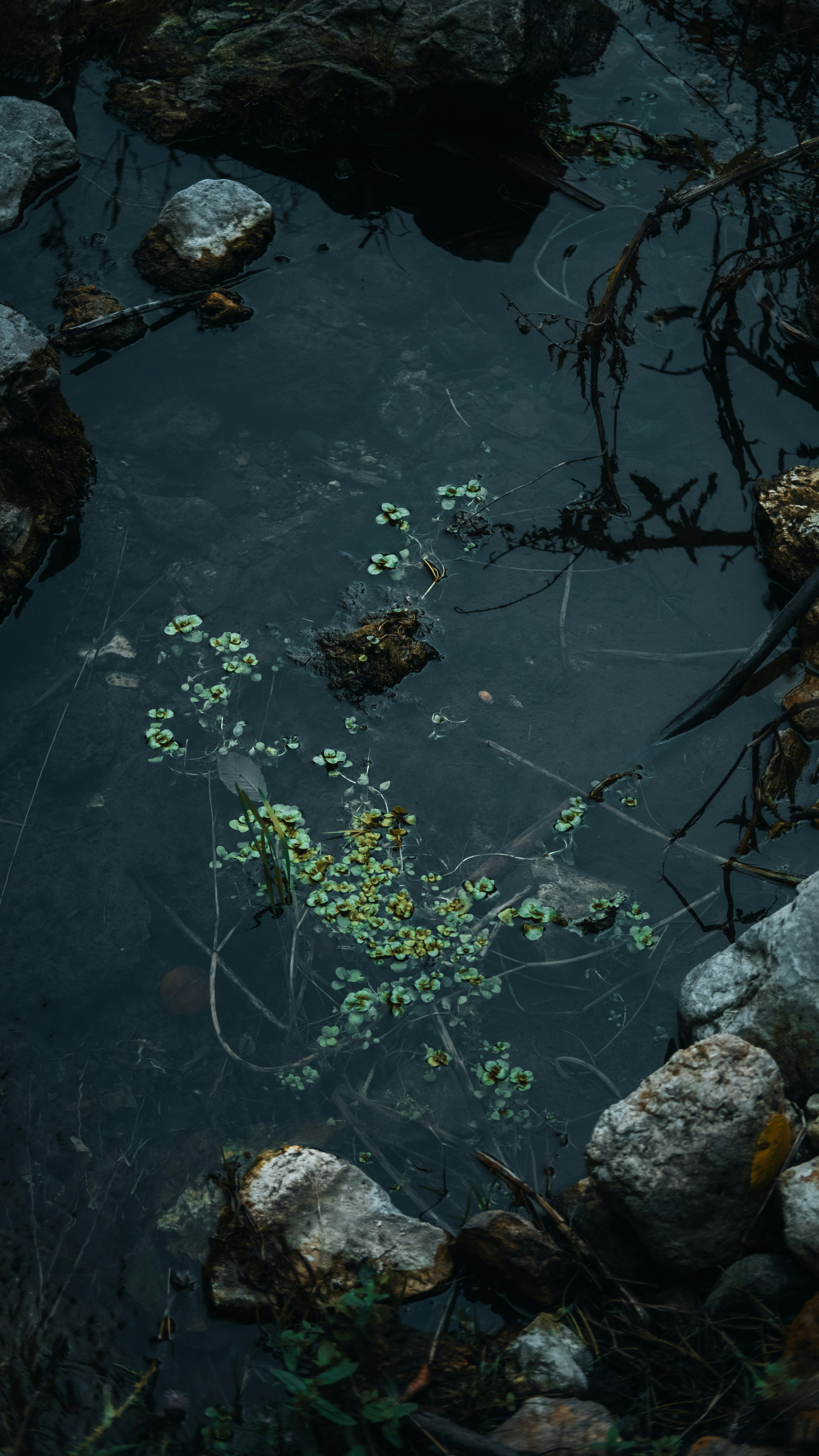Green aquatic plants float in dark water with rocks.