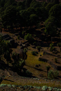 A herd of deer grazing in a sunlit forest clearing.