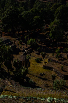 A herd of deer grazing in a sunlit forest clearing.
