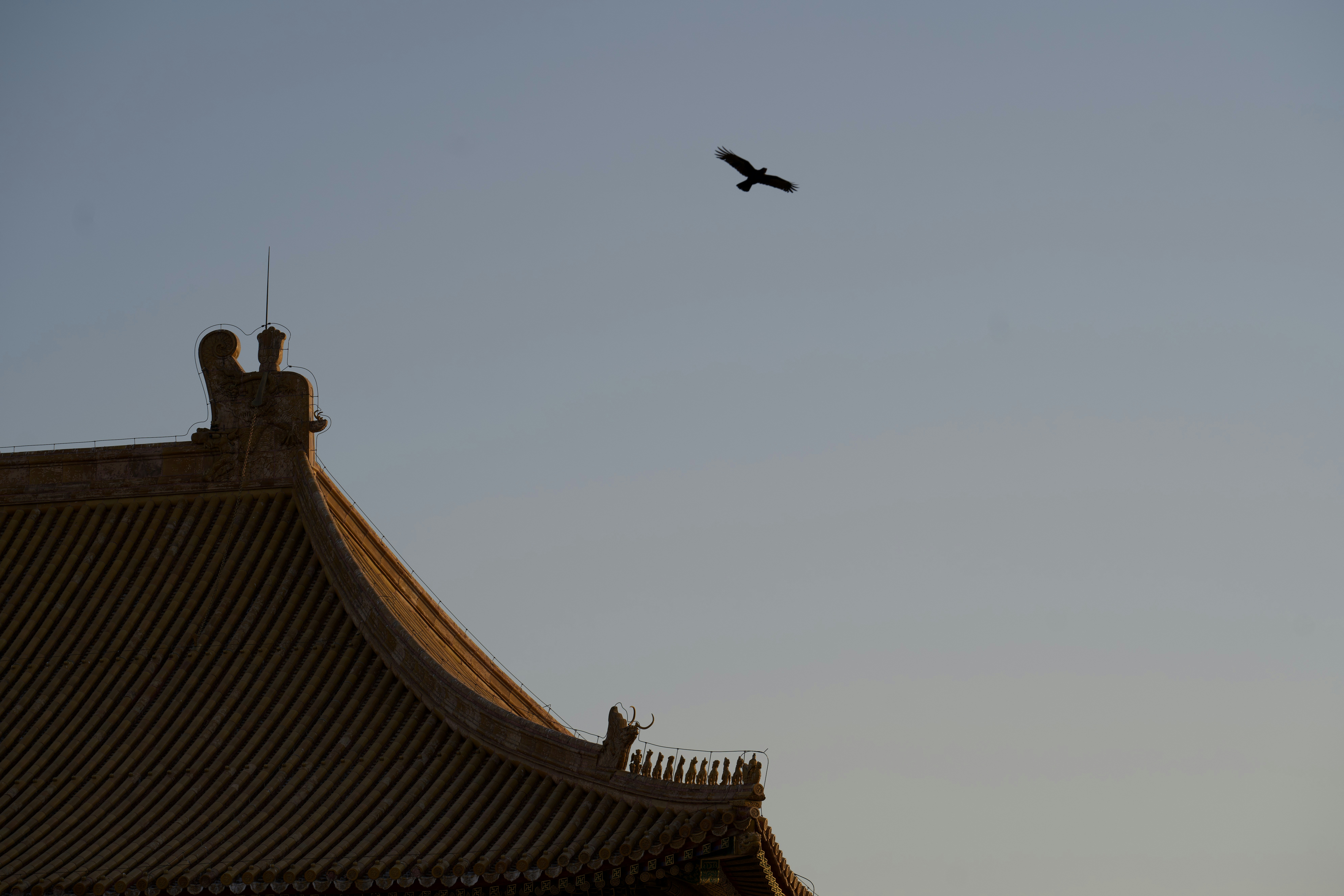 Bird flying over traditional chinese architecture