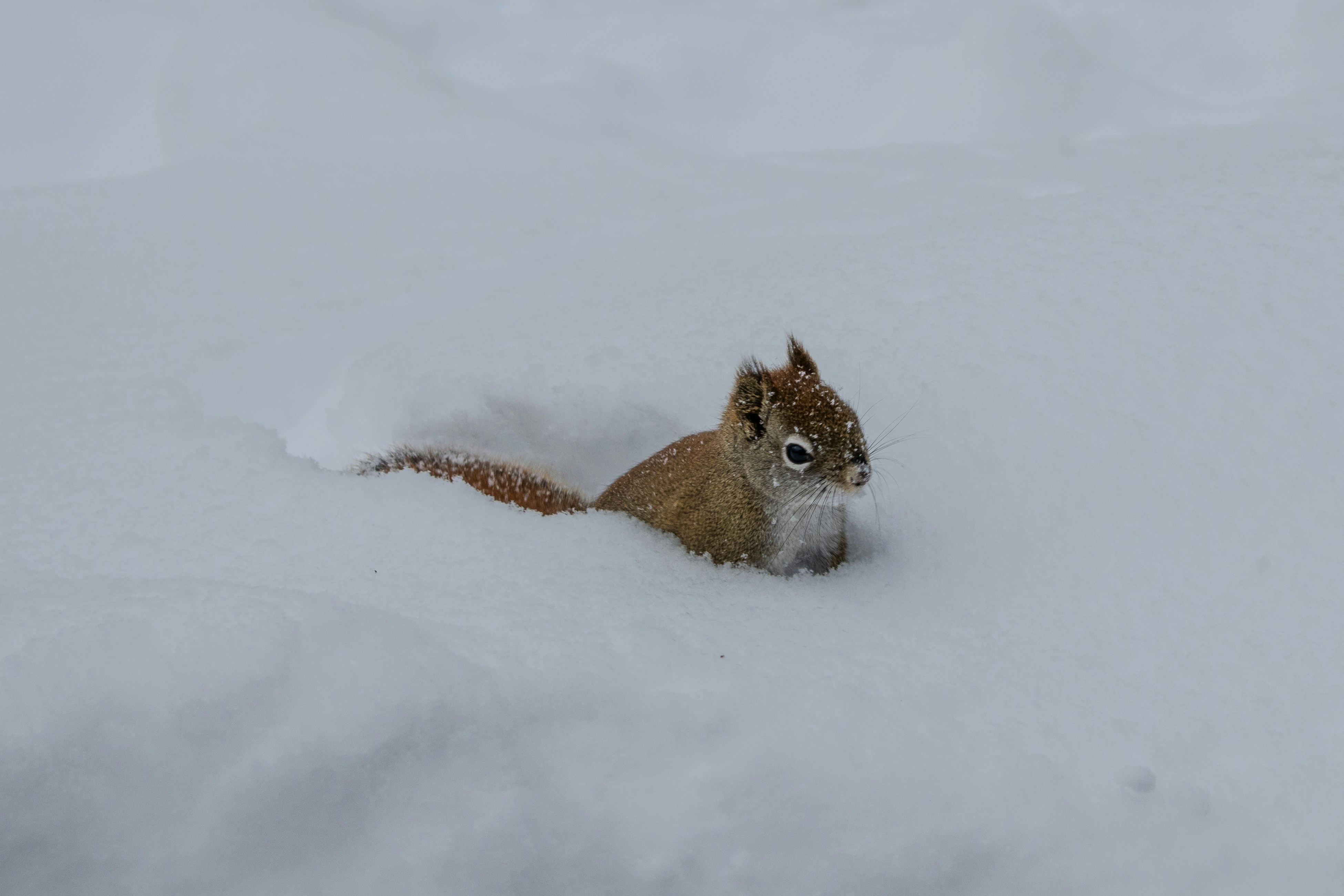 A small squirrel peeking out from the snow.