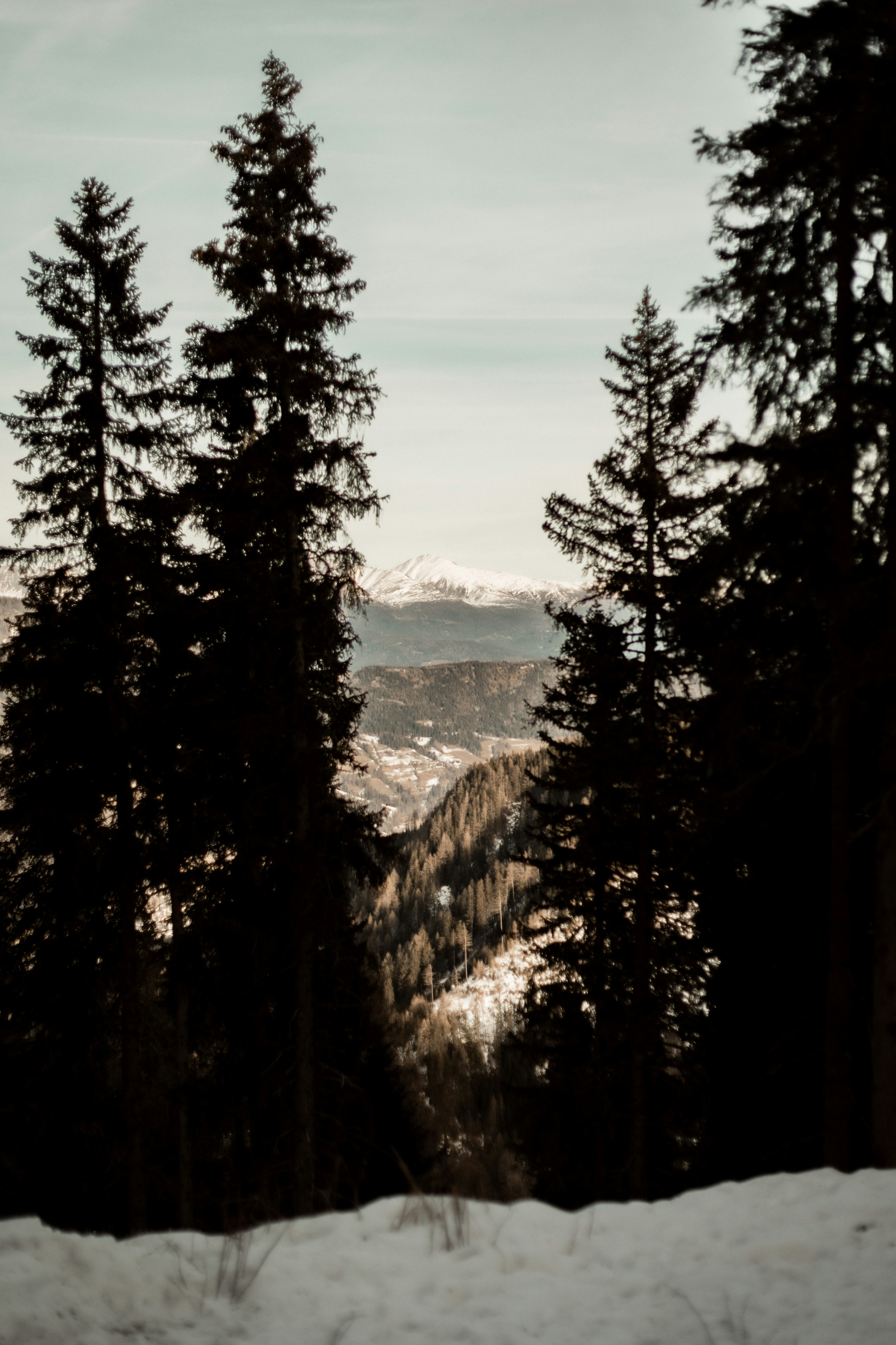 Silhouetted pine trees overlook a snowy mountain valley.