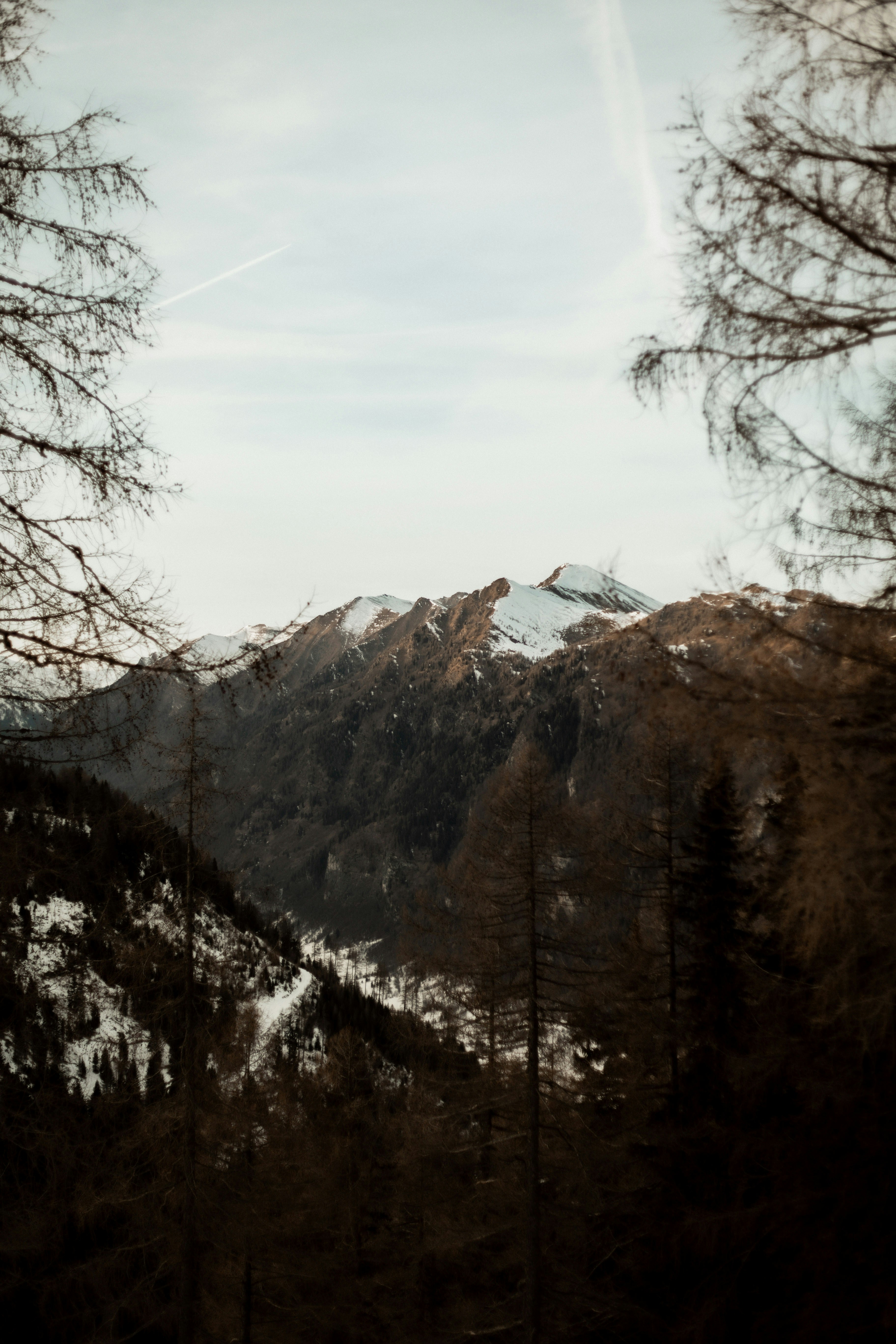 Snow-capped mountains viewed through bare trees