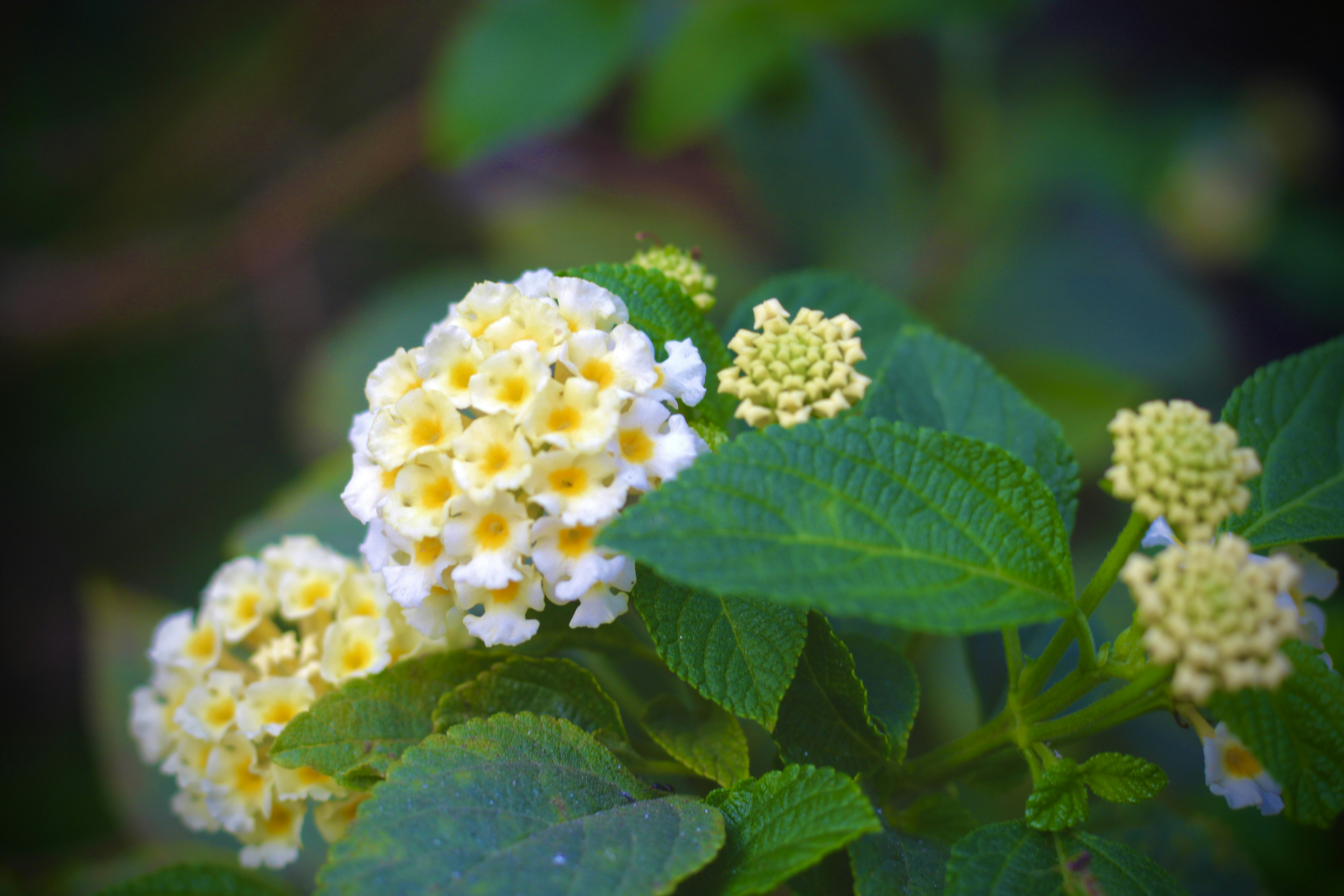 Photo by peggie_mishra