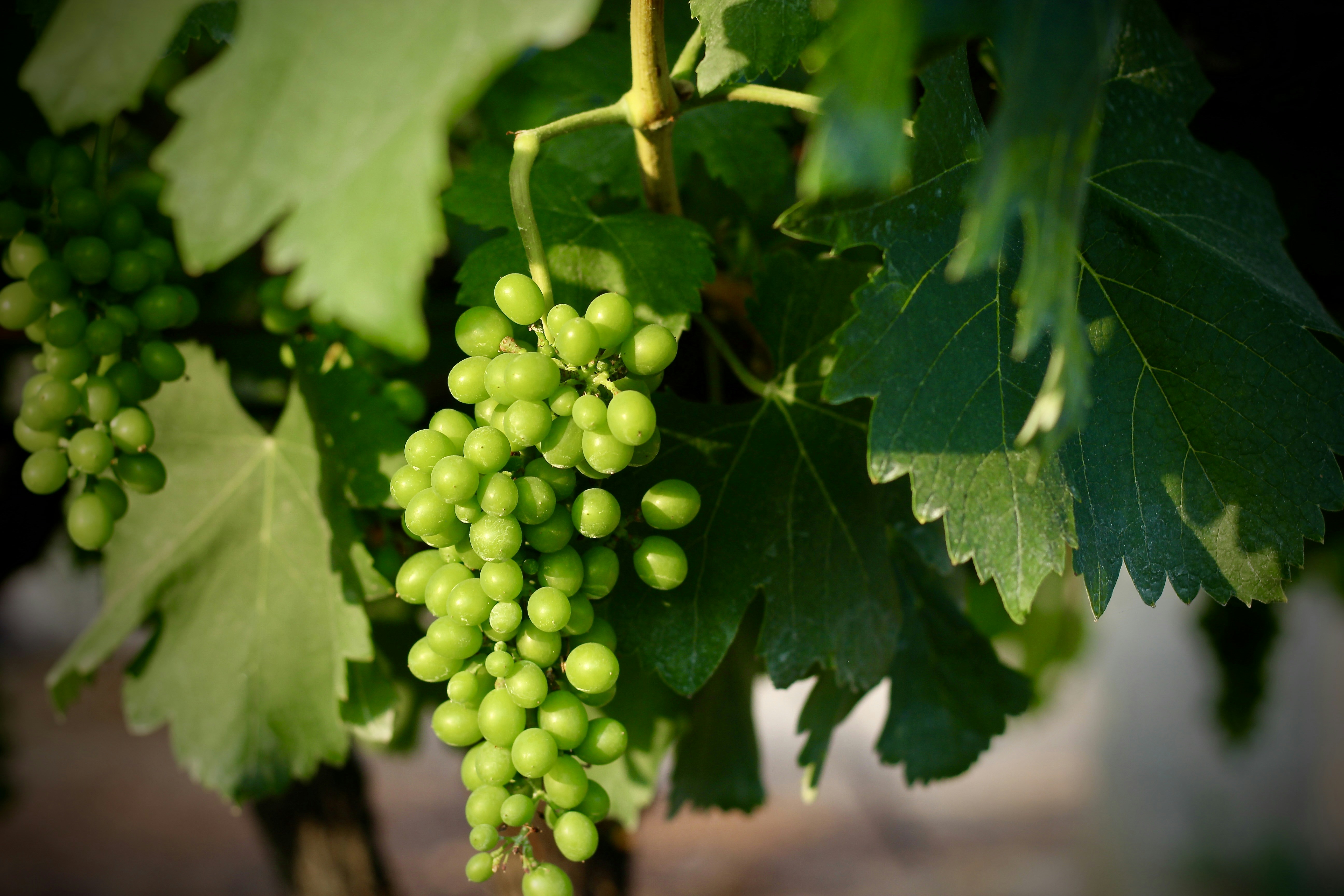 Photo by peggie_mishra