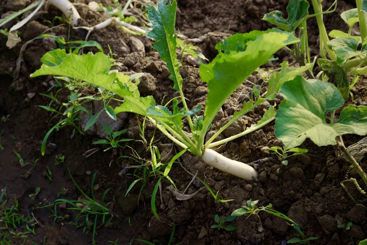 Fungal Disease on Plant Leaves India — Powdery Mildew Black Spot