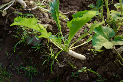 Fungal Disease on Plant Leaves India — Powdery Mildew Black Spot
