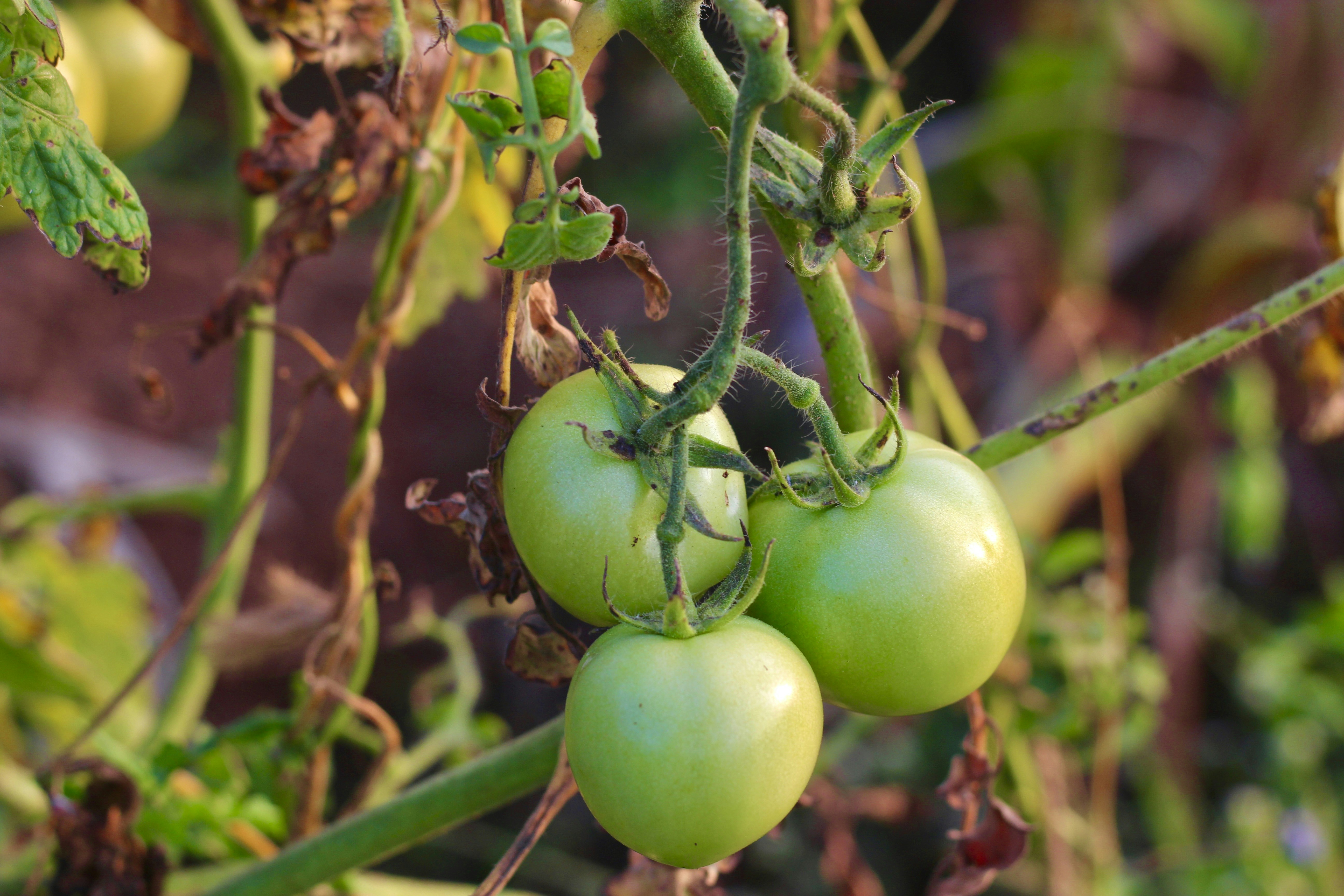 Photo by peggie_mishra