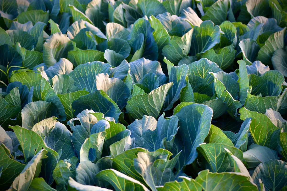 Rows of fresh green cabbage plants in a field