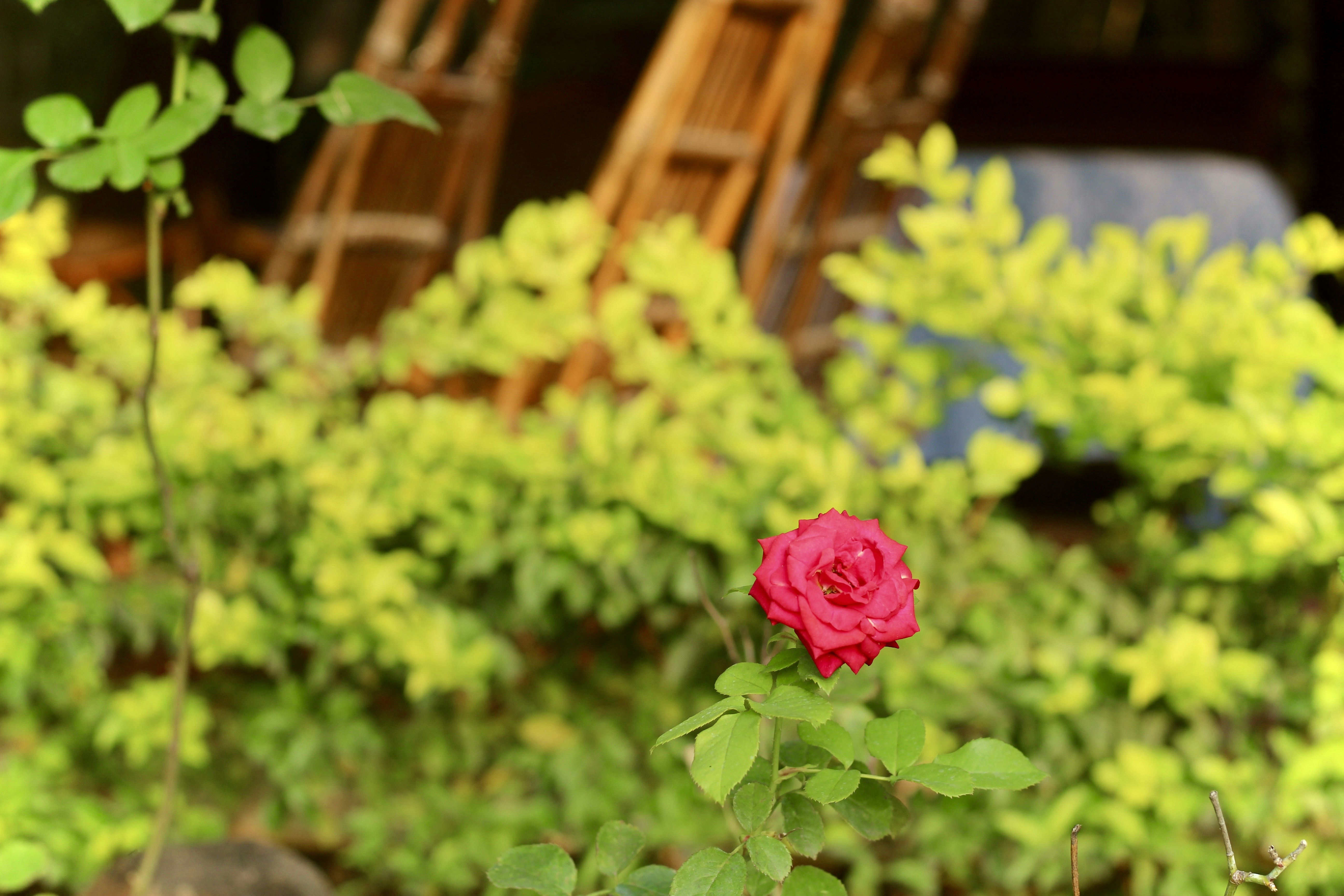 Photo by peggie_mishra