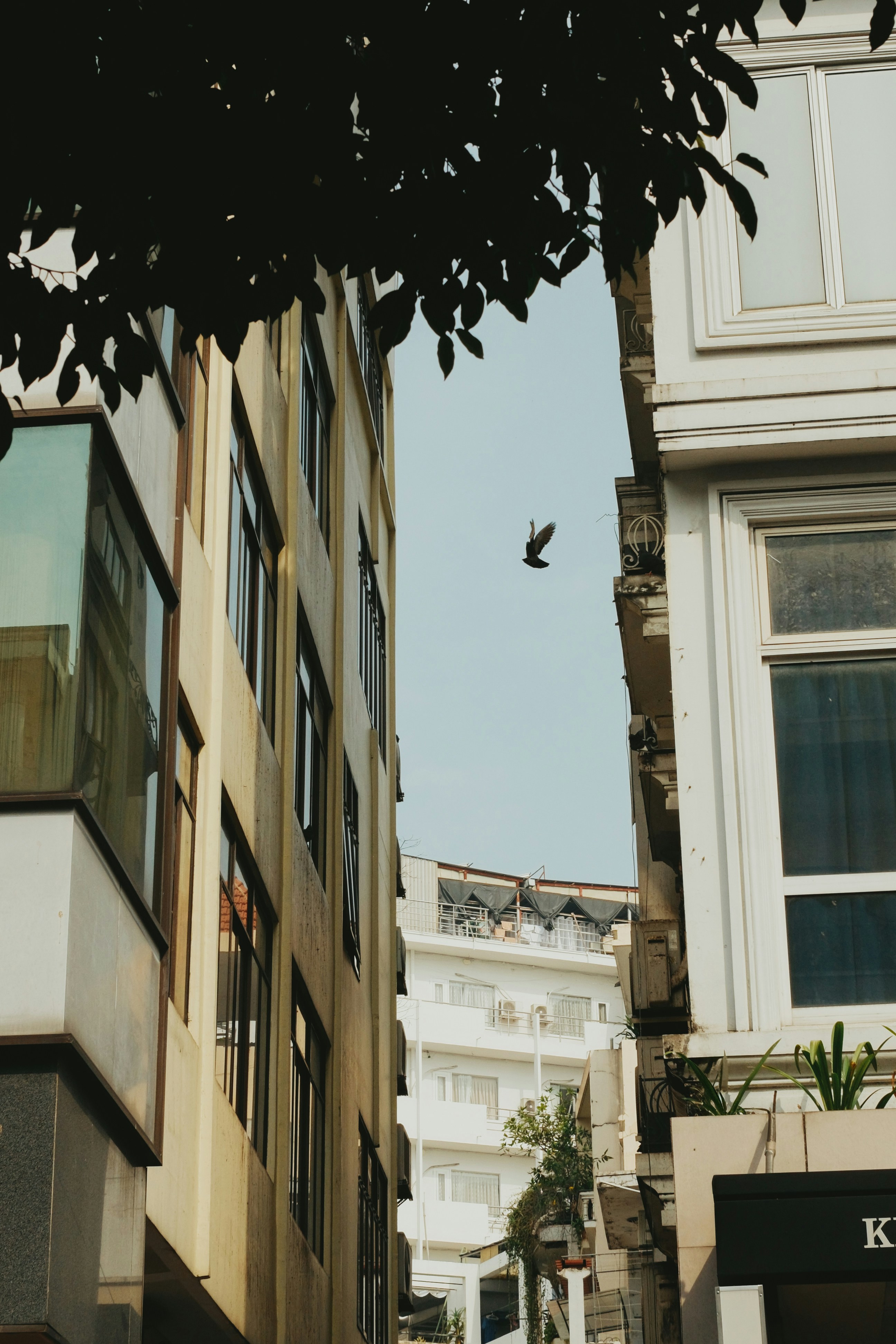 A bird flies between buildings under a clear sky.