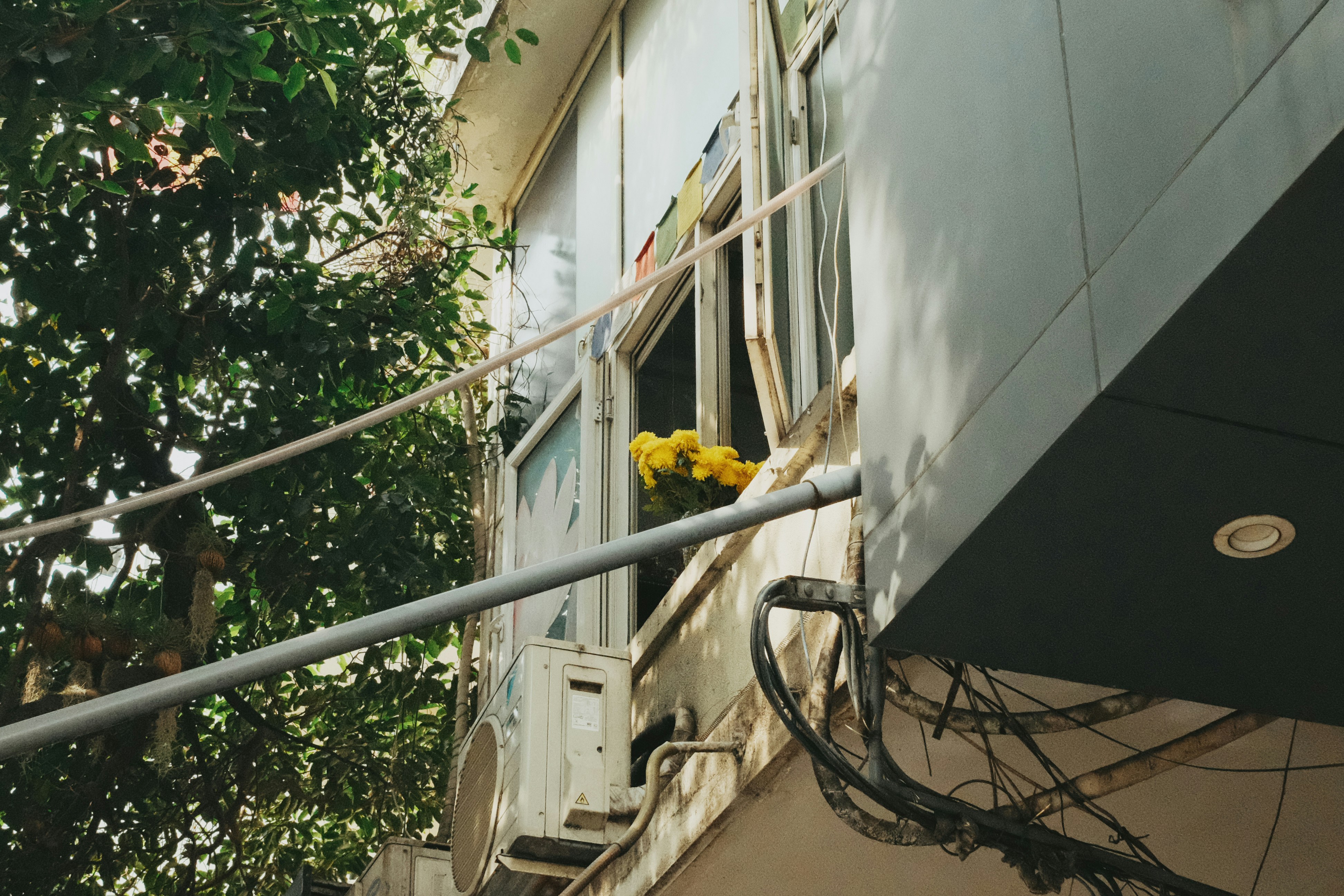 Yellow flowers visible through an open window.