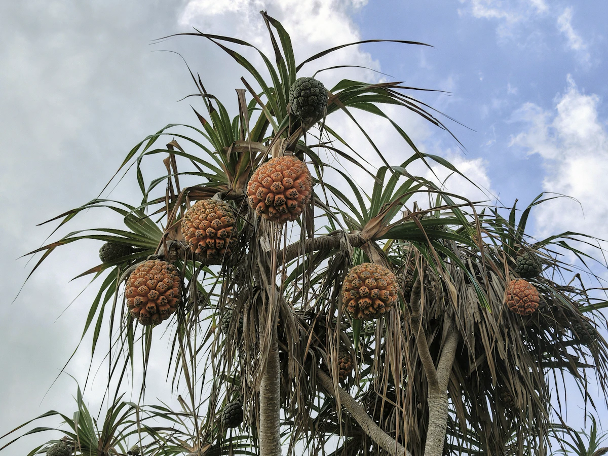 Pandanus Kewda Screw Pine Prop Roots India Coastal — PlantCare
