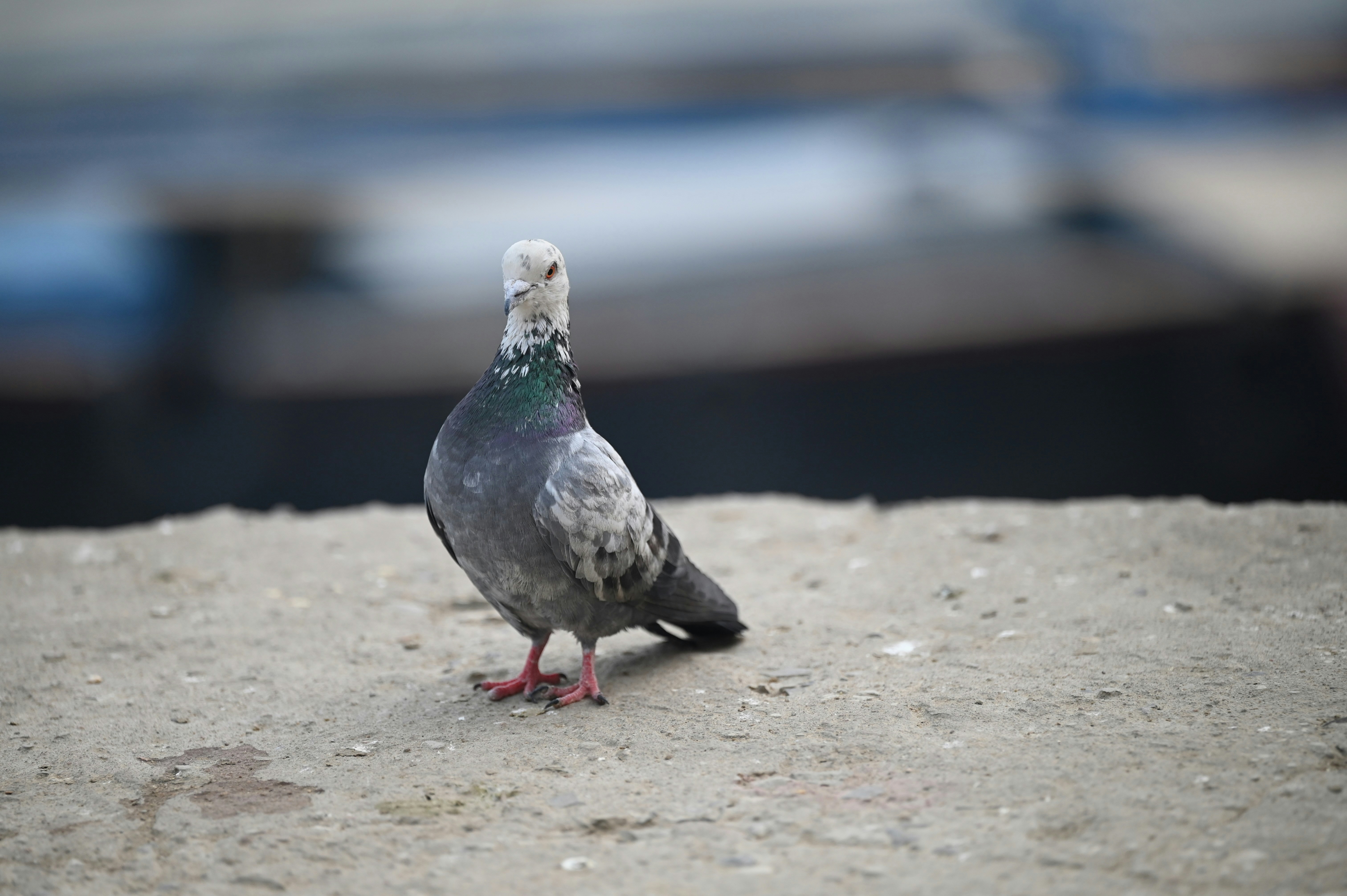 Photo by phoenix_2022