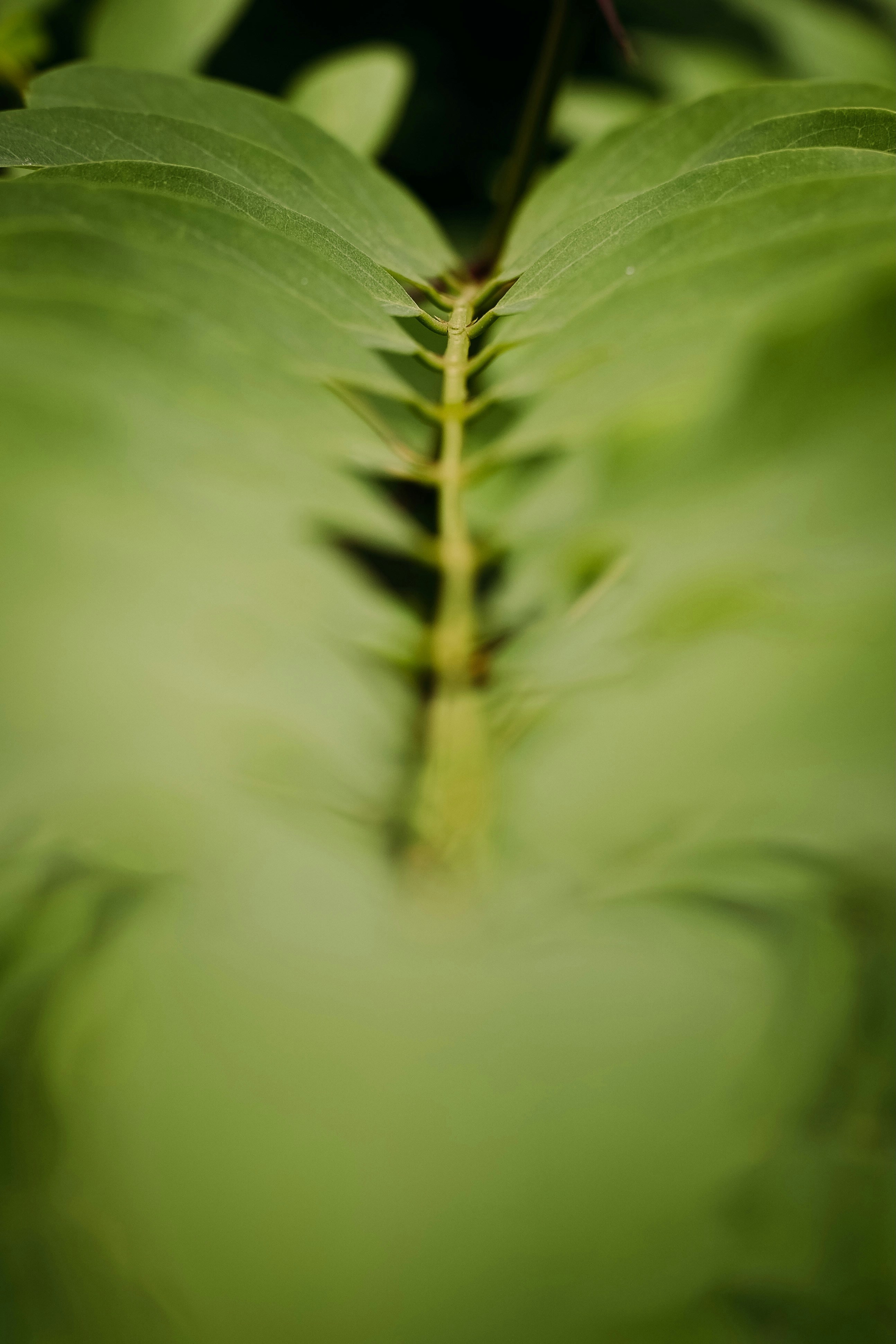 Close-up of a green plant stem with leaves