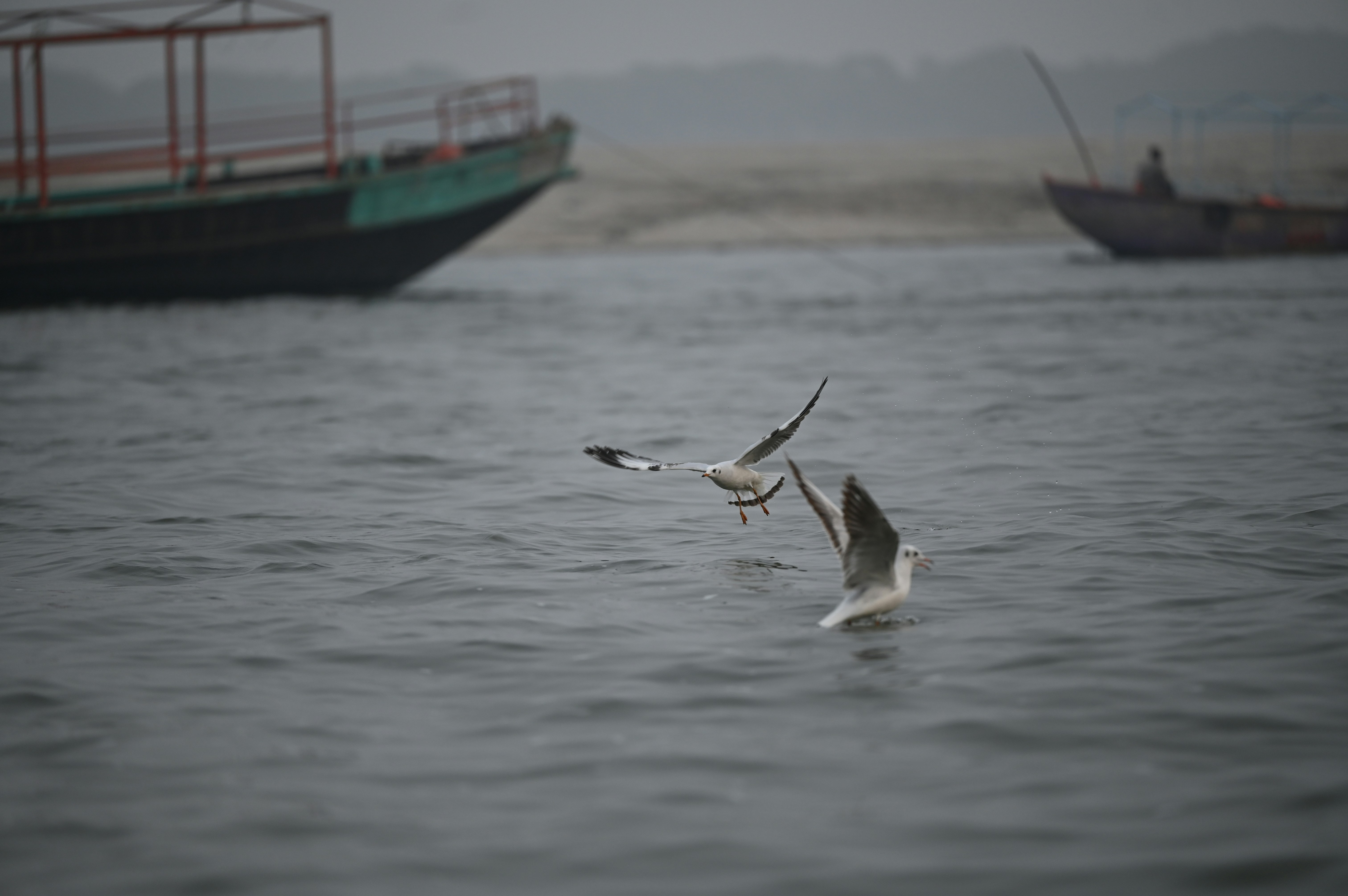 Two seagulls flying over water near boats