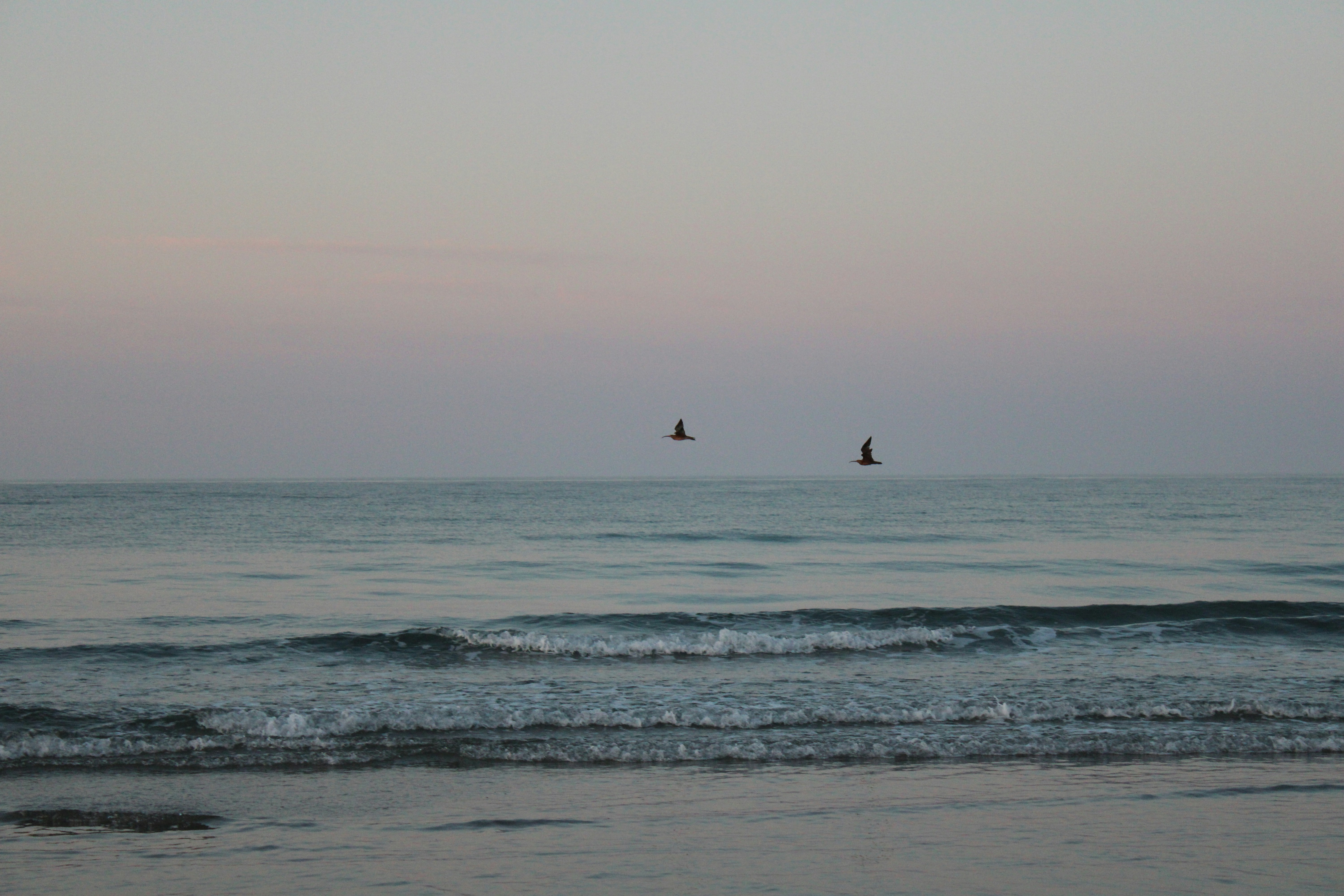 Two birds fly over the ocean at sunset.