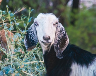 A close-up of a goat with large ears.