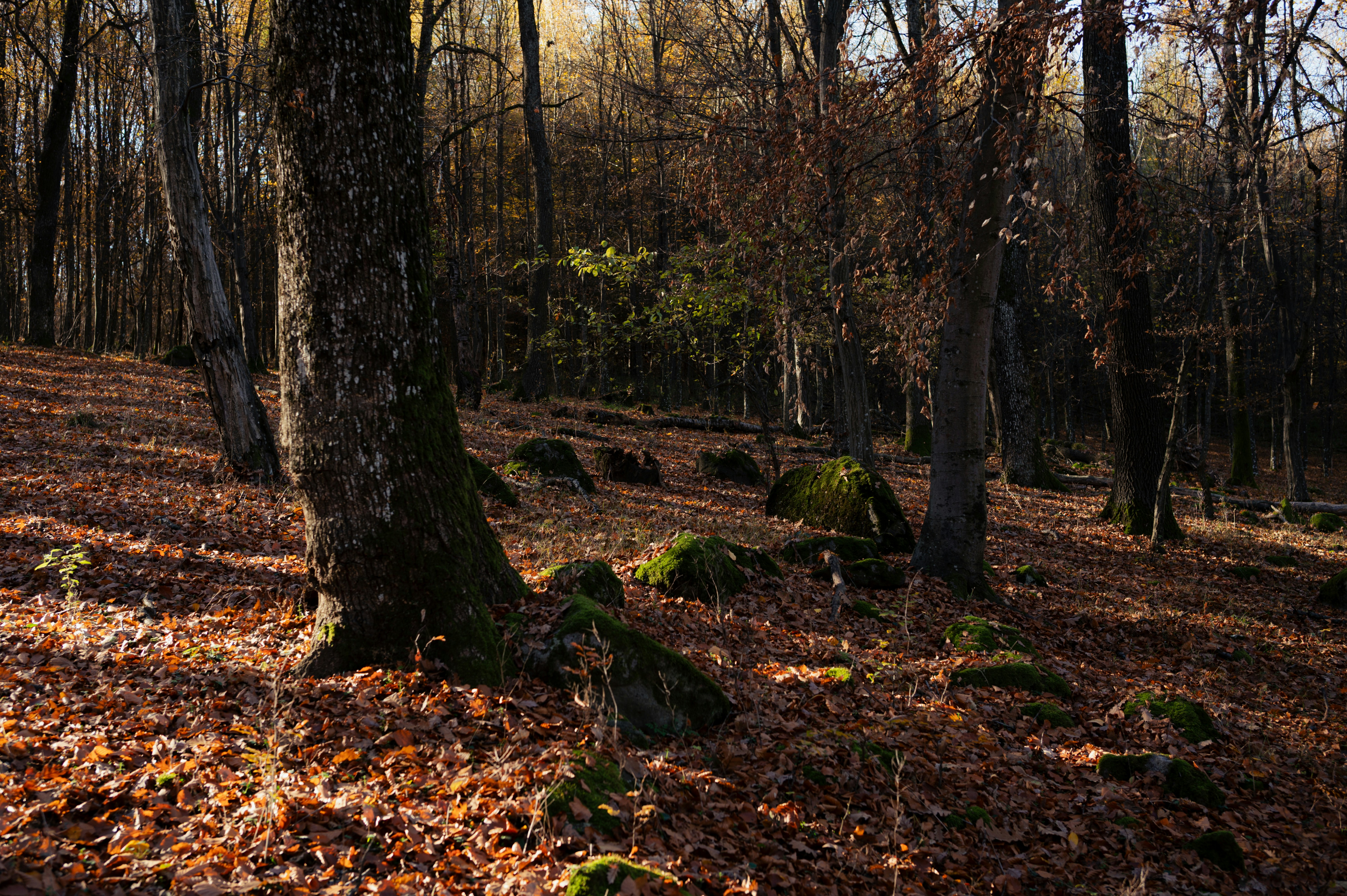 Photo by buduczki