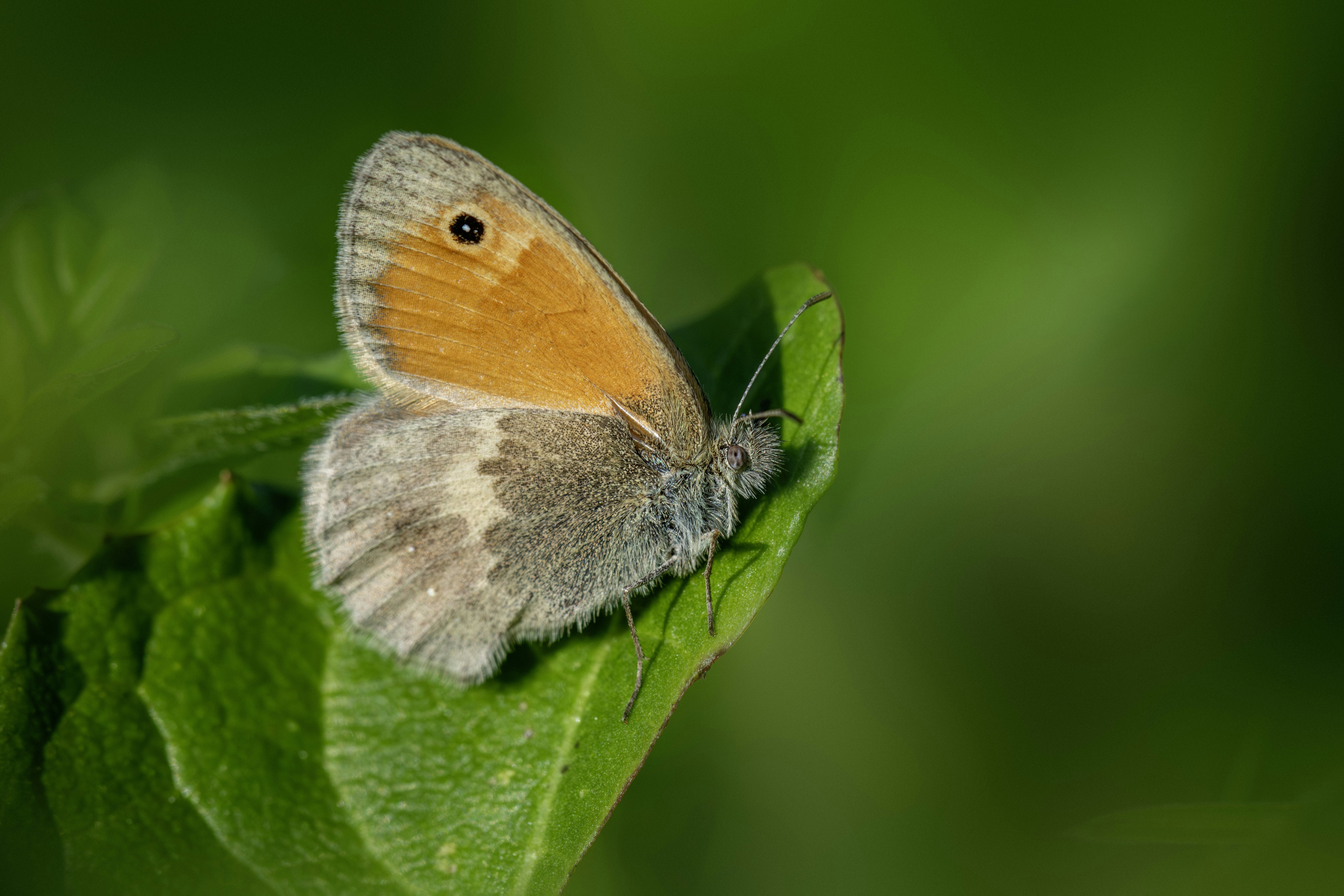 Orange butterfly resting on a green leaf