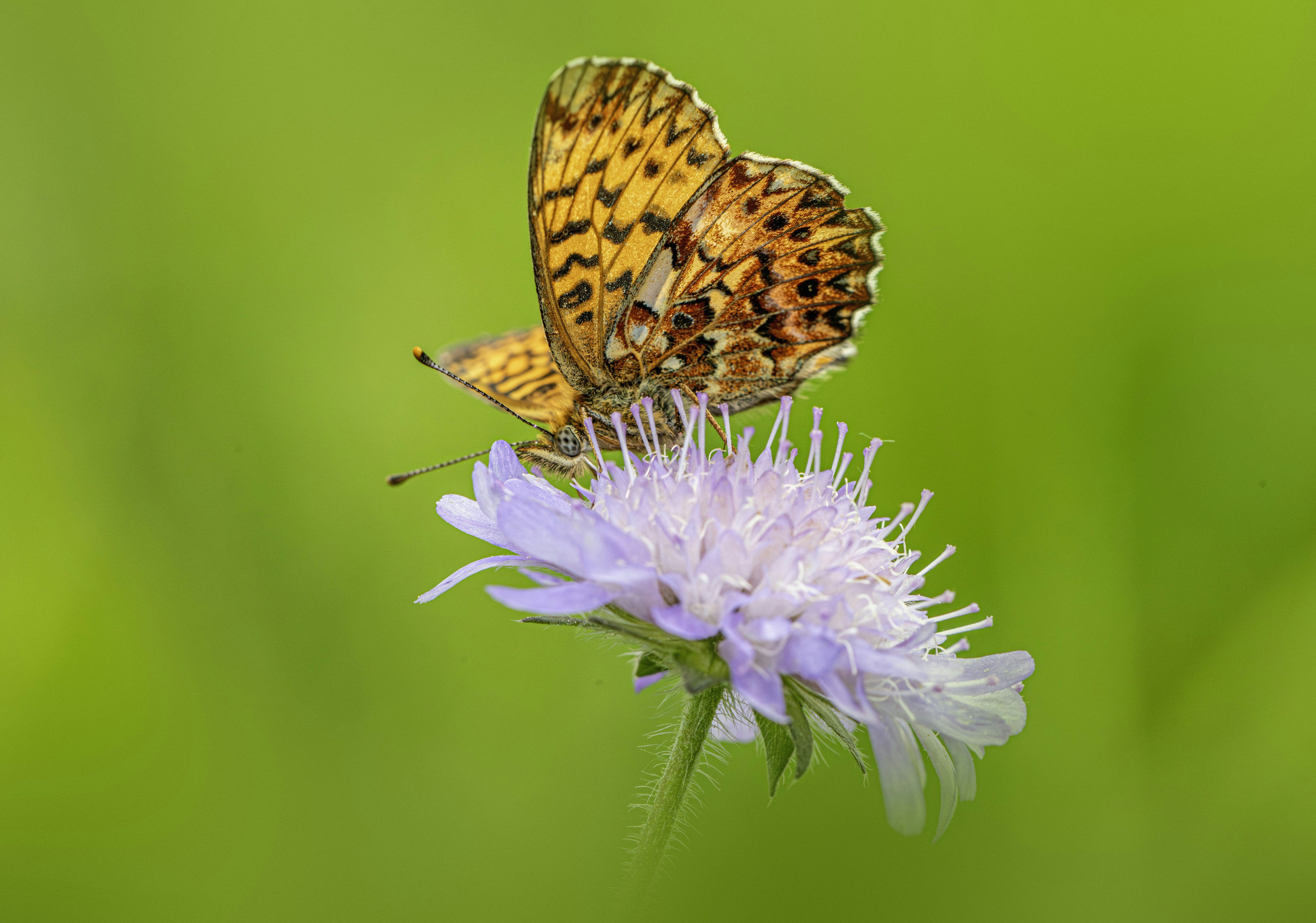 Orange butterfly rests on a purple flower.
