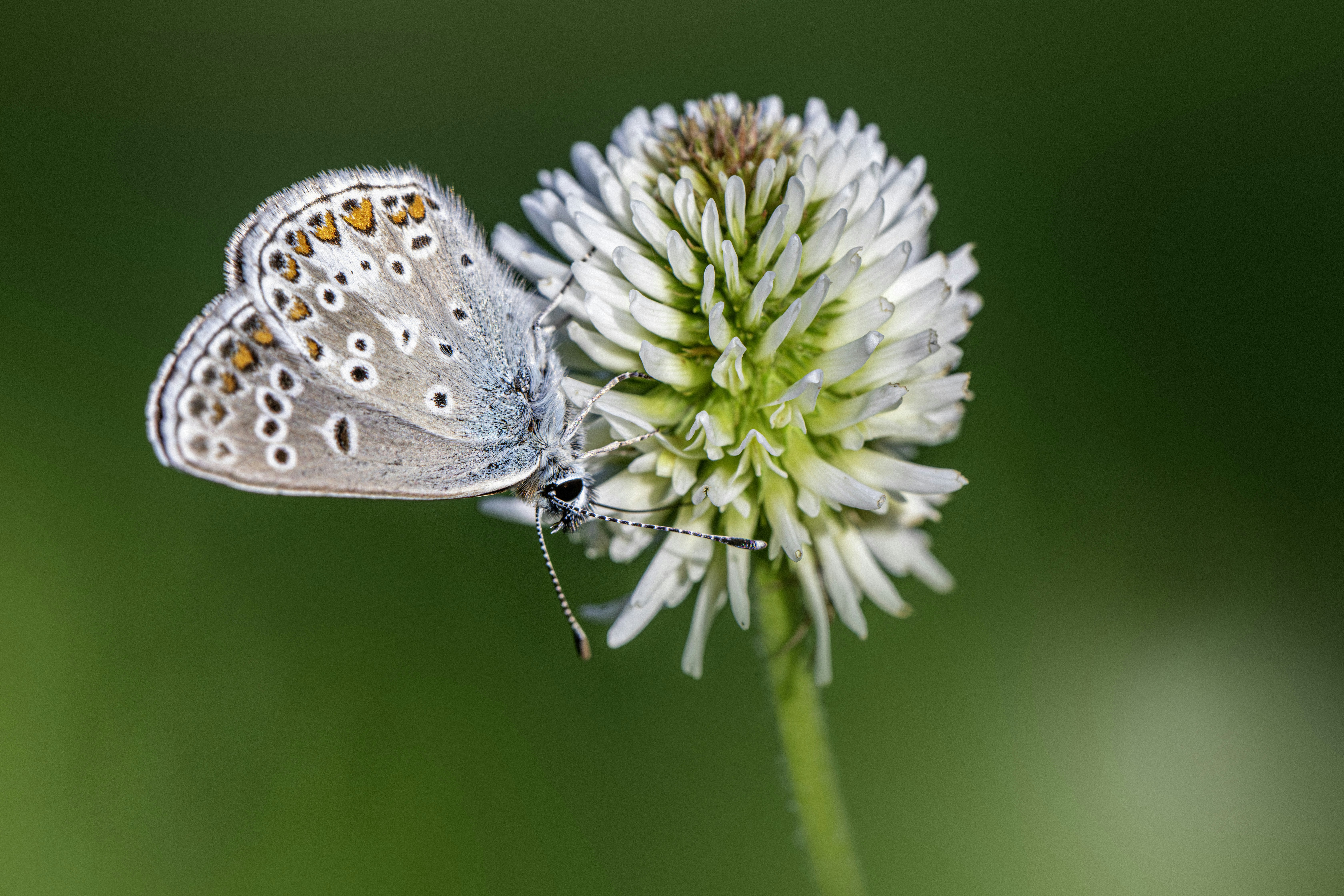 A delicate blue butterfly rests on a white clover flower.