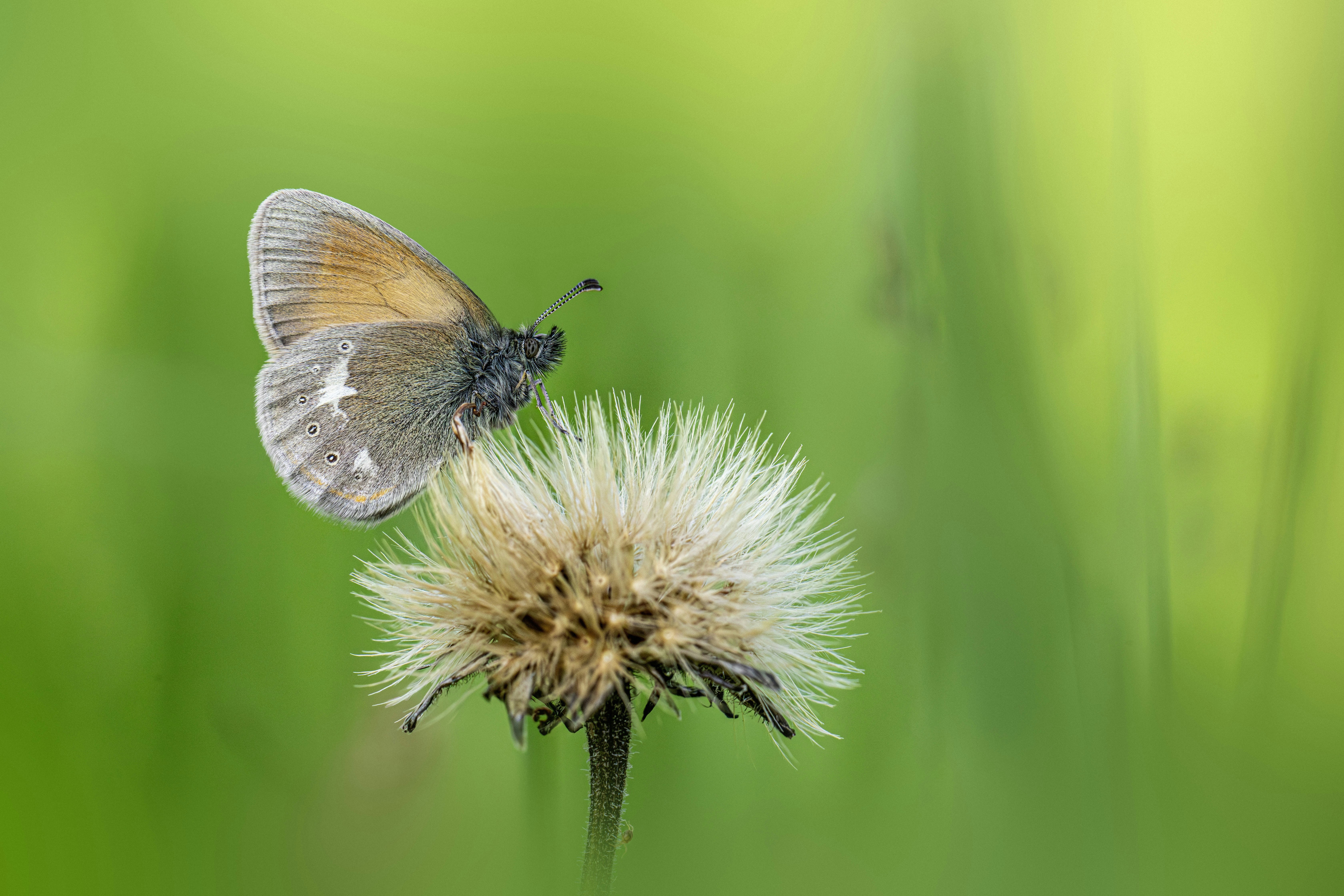 A small butterfly rests on a fluffy seed head.