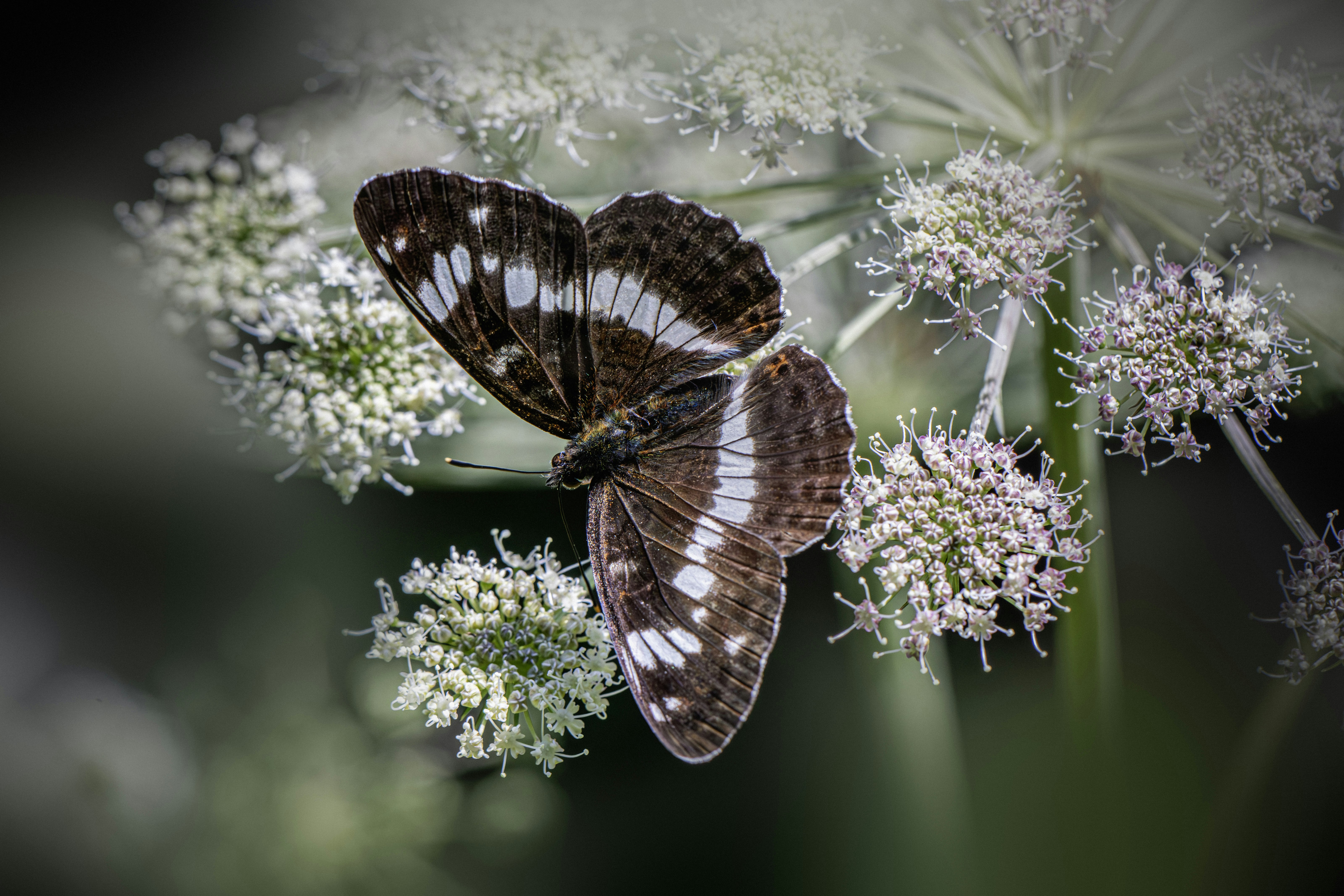 A brown butterfly with white markings on a white flower.