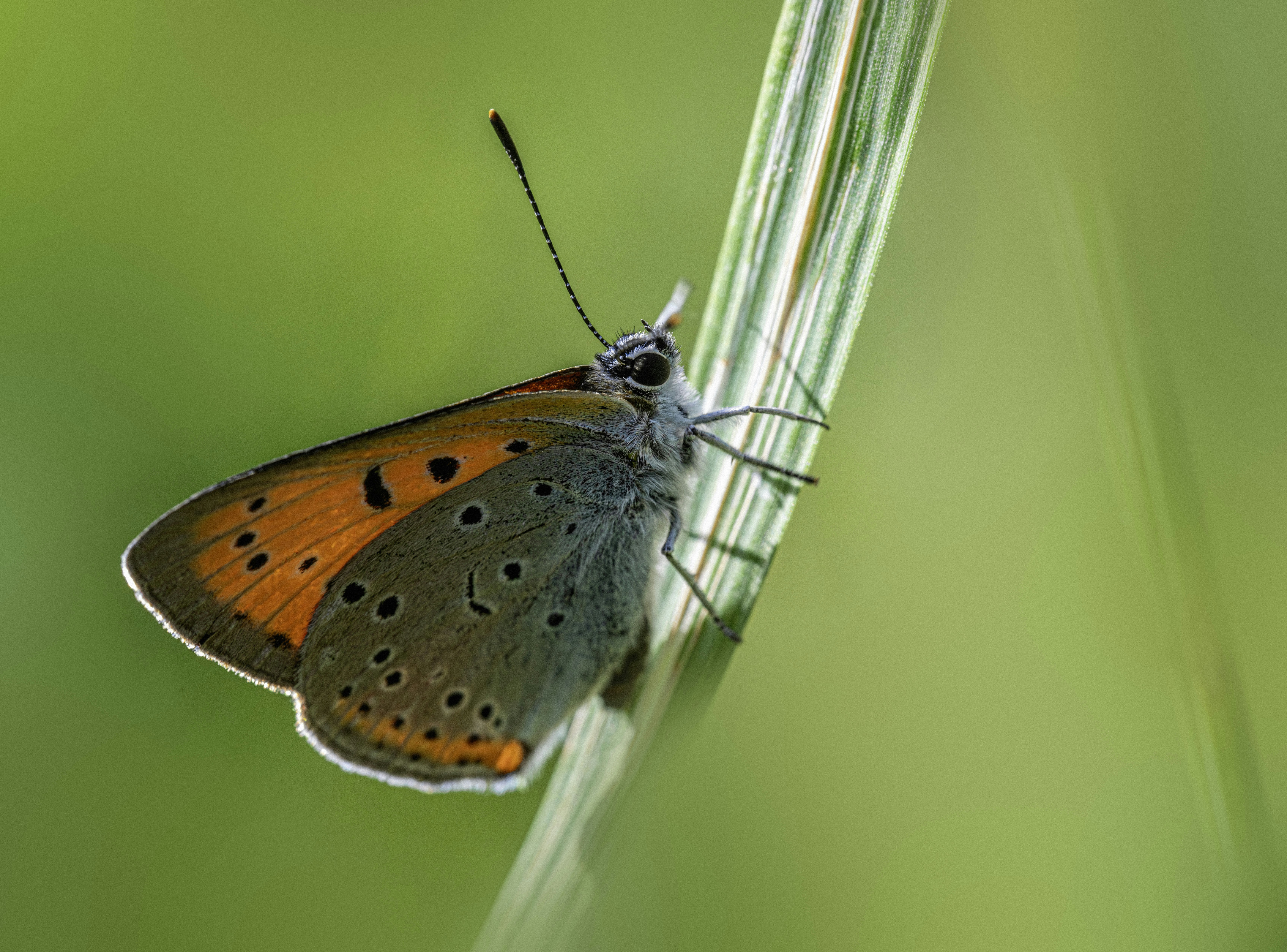 A small orange butterfly rests on a blade of grass.