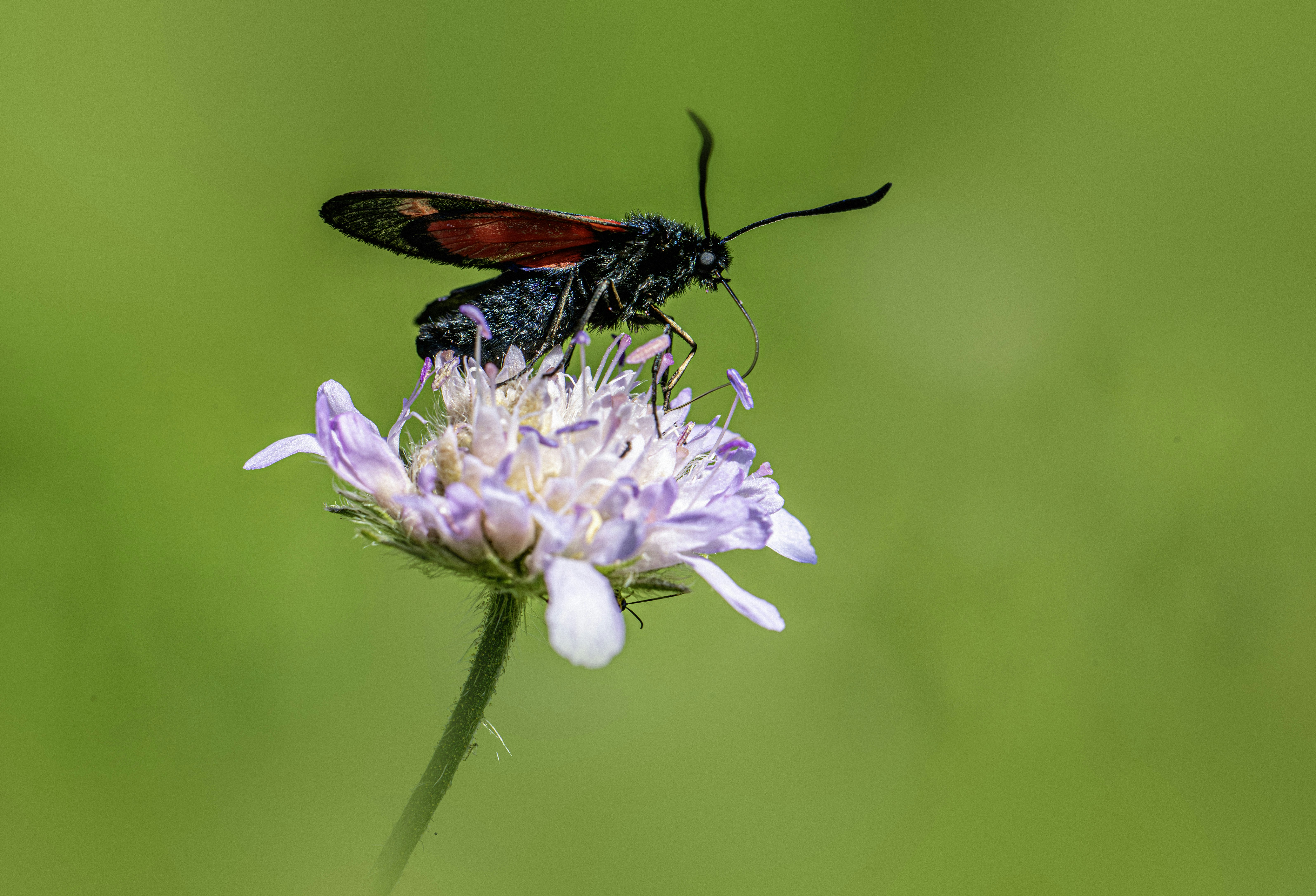 A butterfly rests on a delicate pink flower.