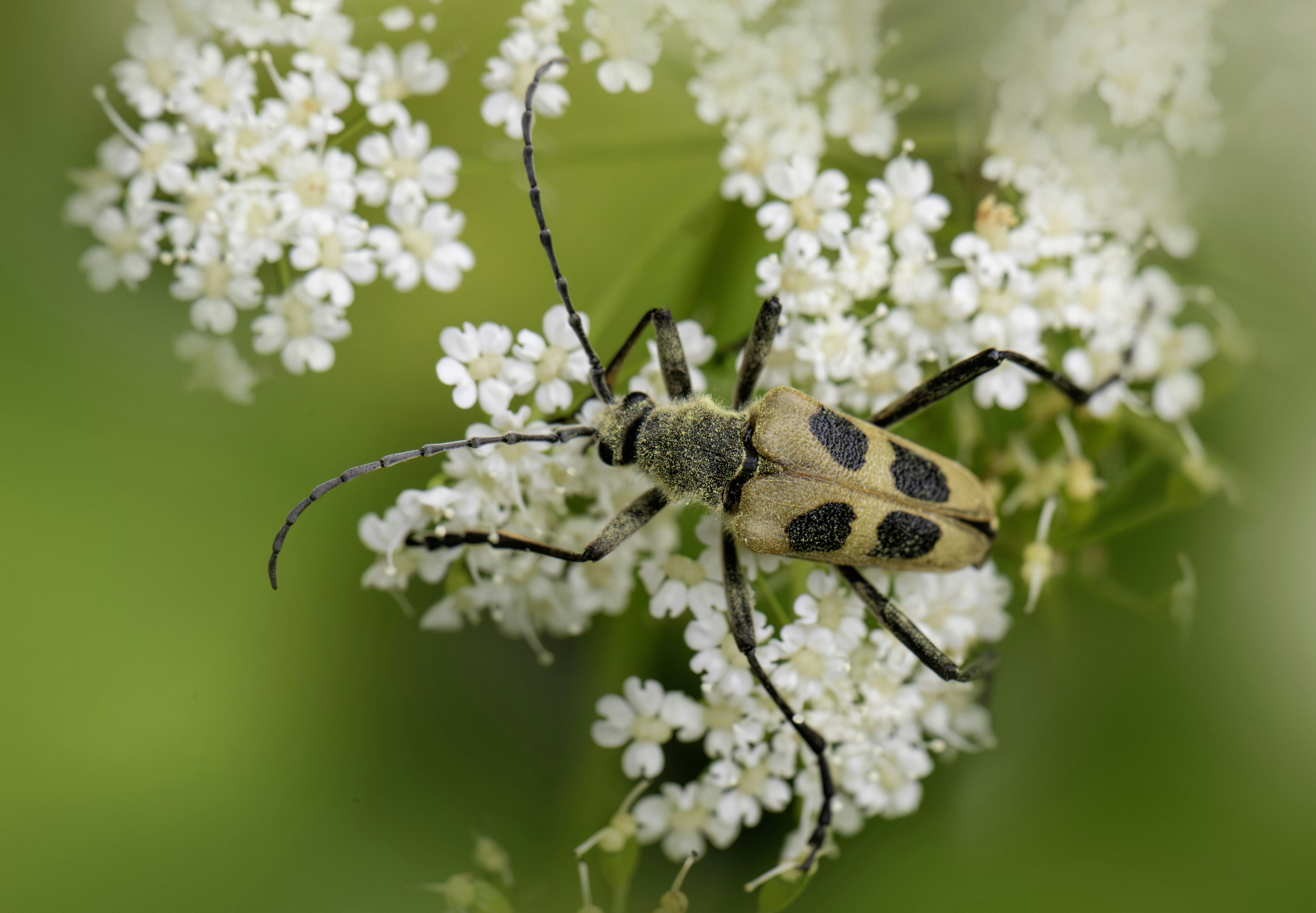 A longhorn beetle with black spots on white flowers.