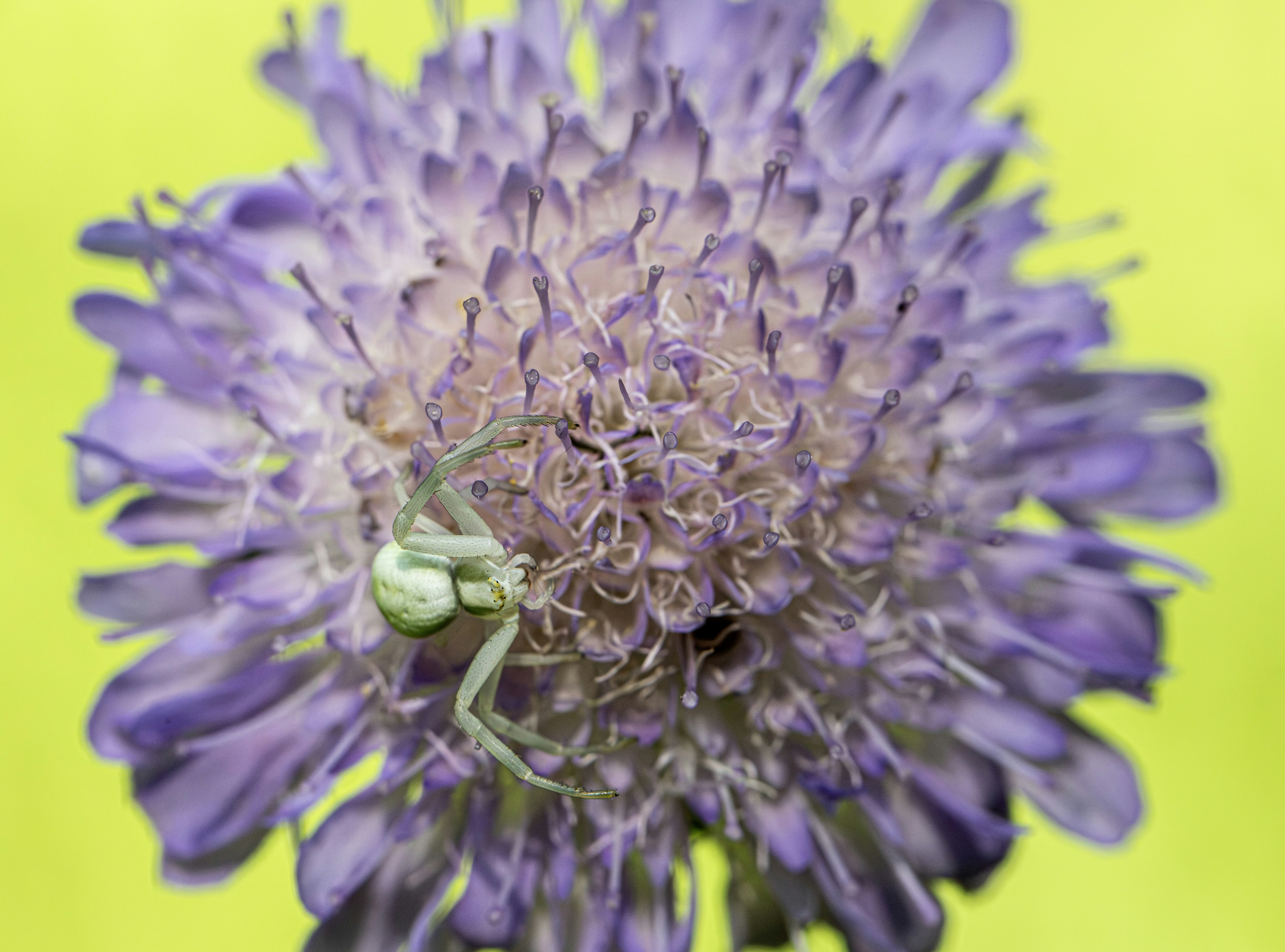 A light green spider sits on a purple flower.