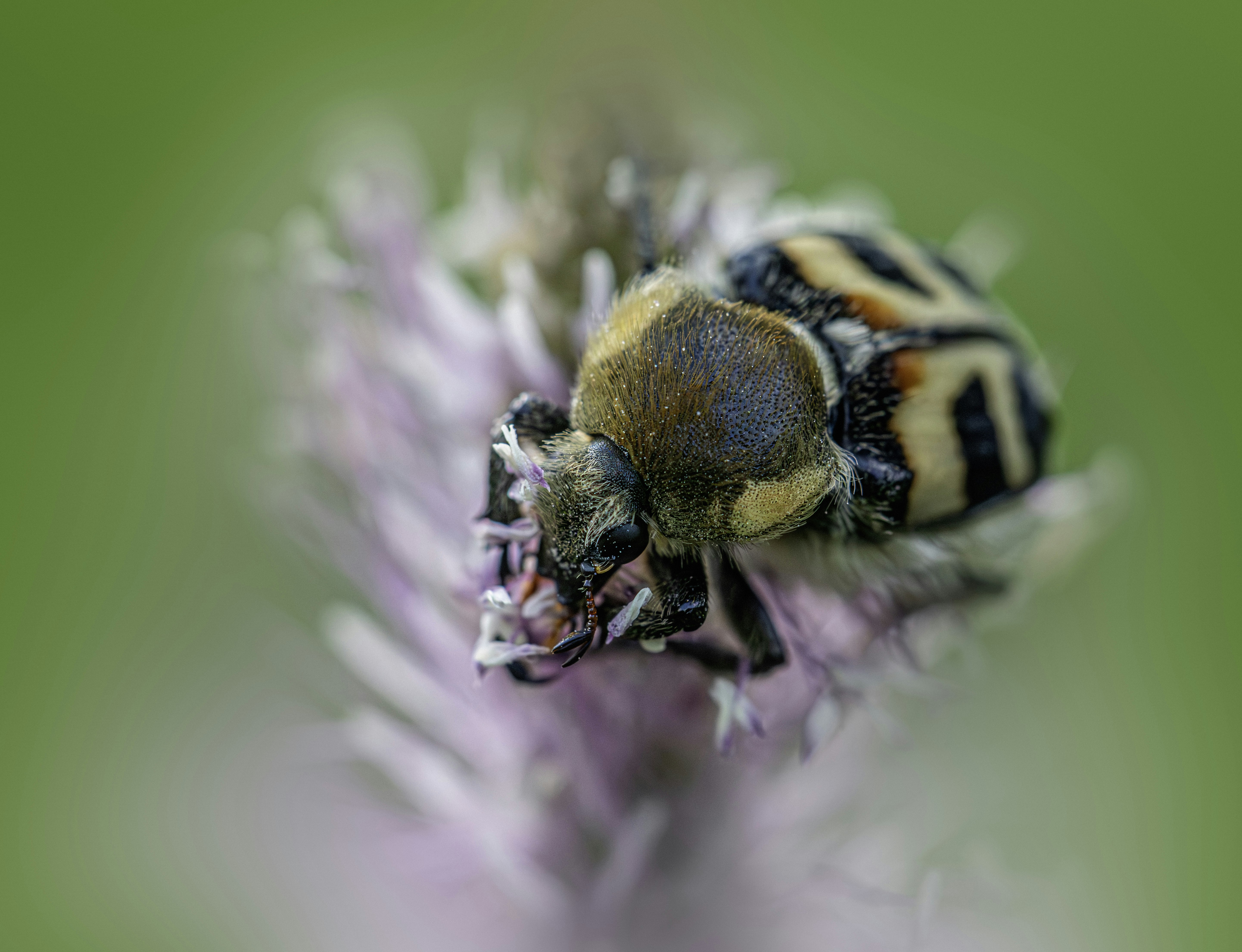 Striped beetle resting on a pink flower