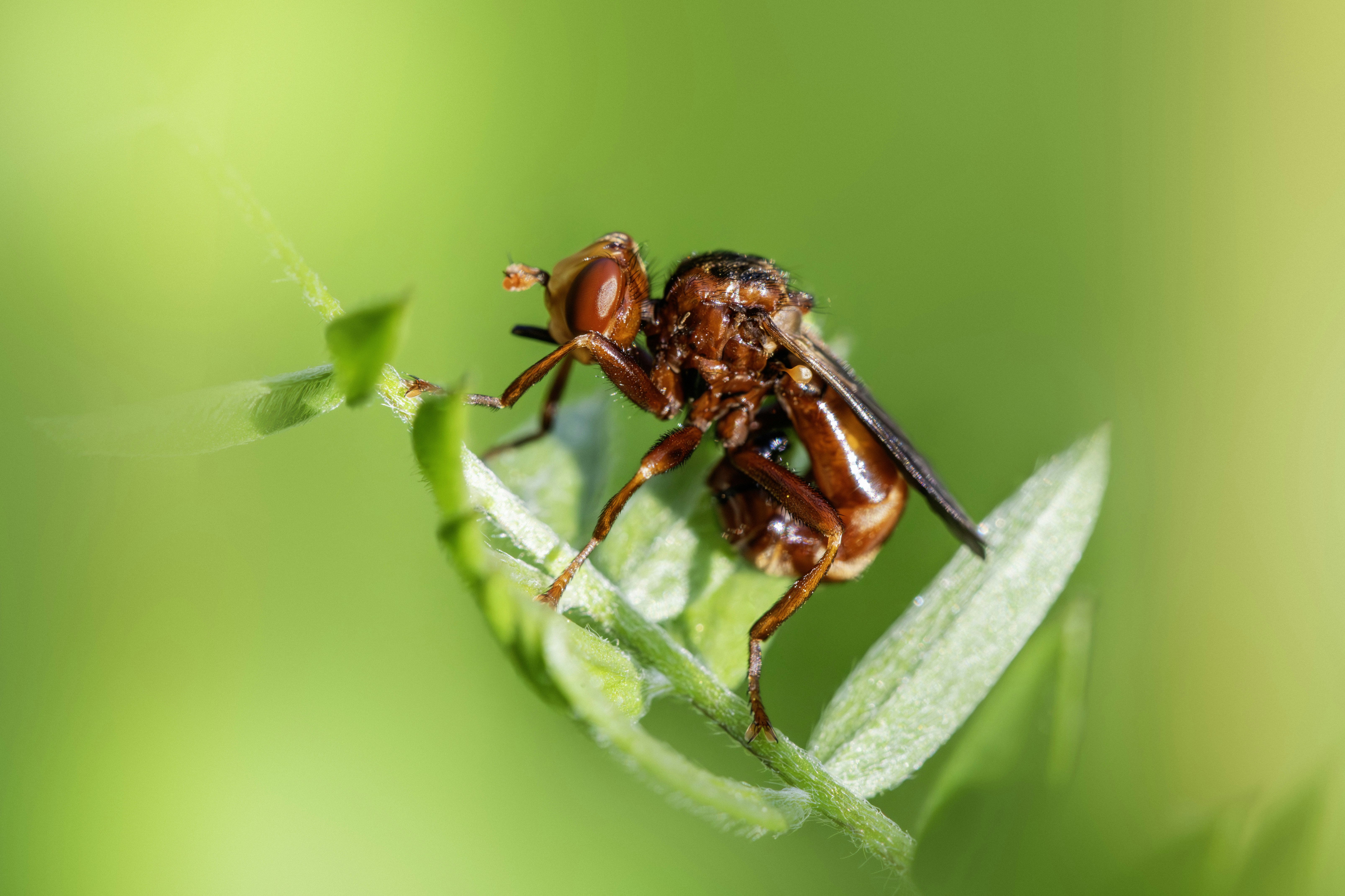 A close-up of a brown fly on a green leaf.