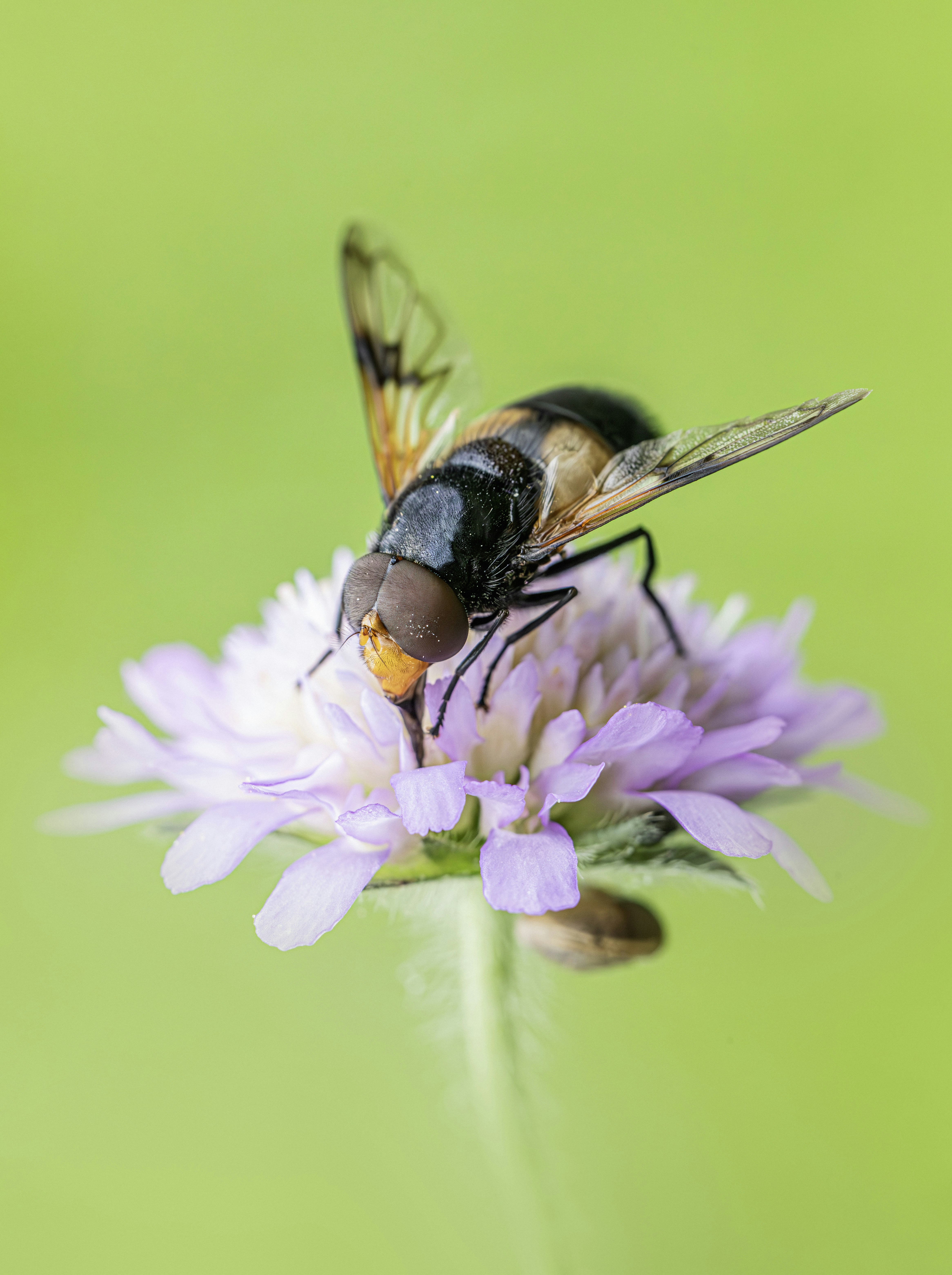 A hoverfly rests on a purple flower.